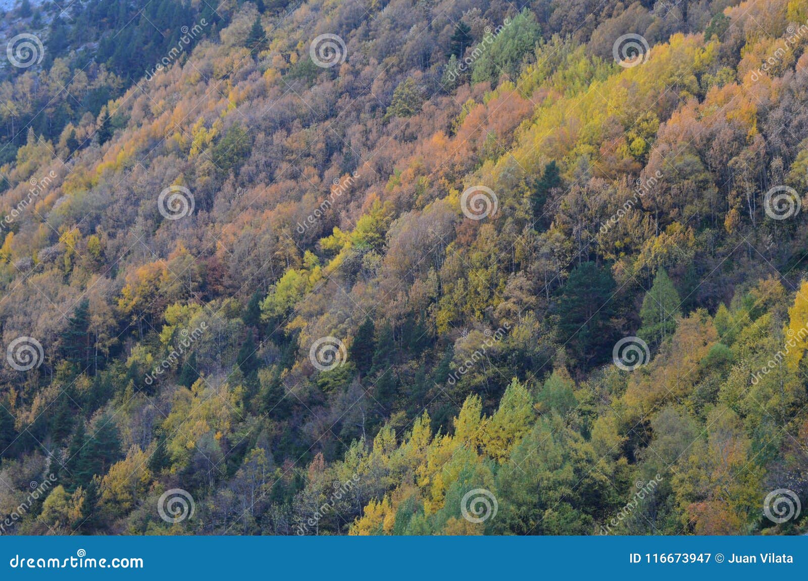 autumn colors in the mixed forests of posets-maladeta natural park, spanish pyrenees