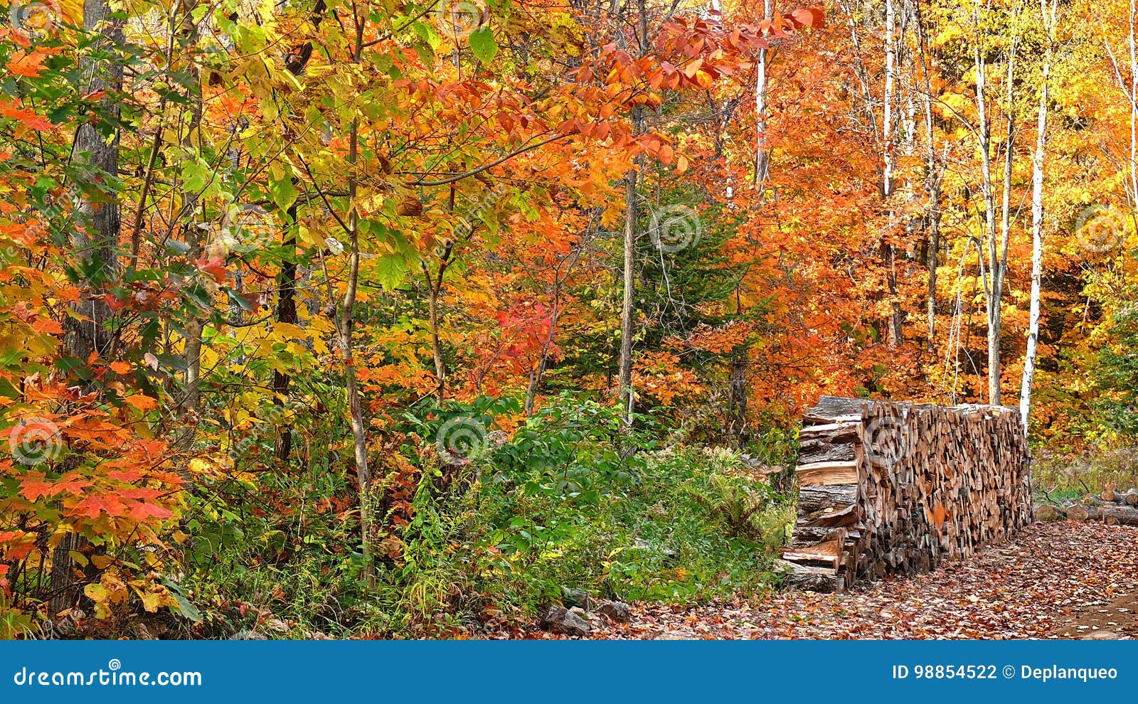 Autumn Colors In Quebec, North America Stock Photo - Image of leaf