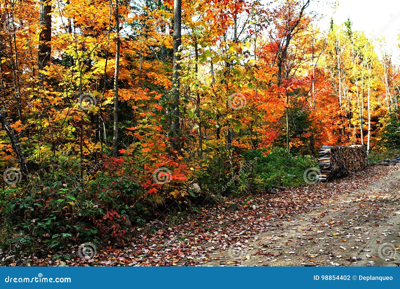 Autumn Colors In Quebec, North America Stock Photo - Image of october