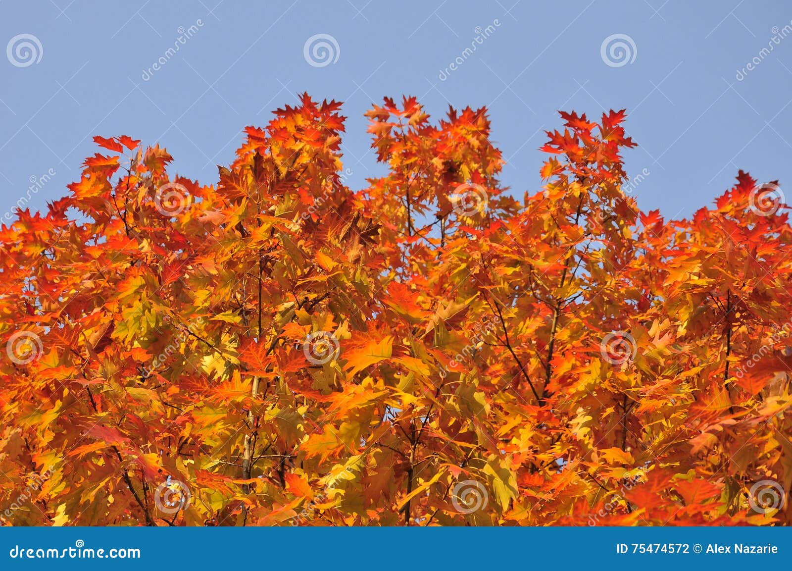 Autumn colors stock photo. Image of yellow, autumn, orange - 75474572