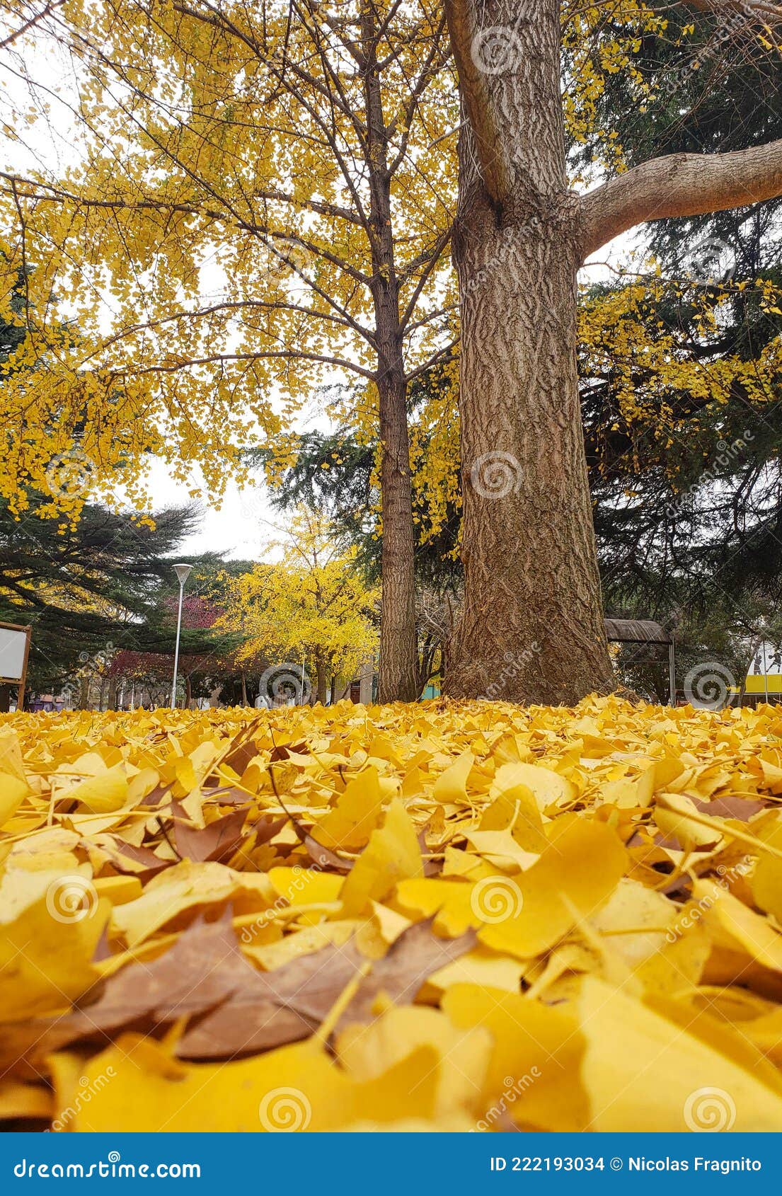 autumn colors, yellow ginkgo biloba leaves fallen to the ground among the green grass in the outdoor park