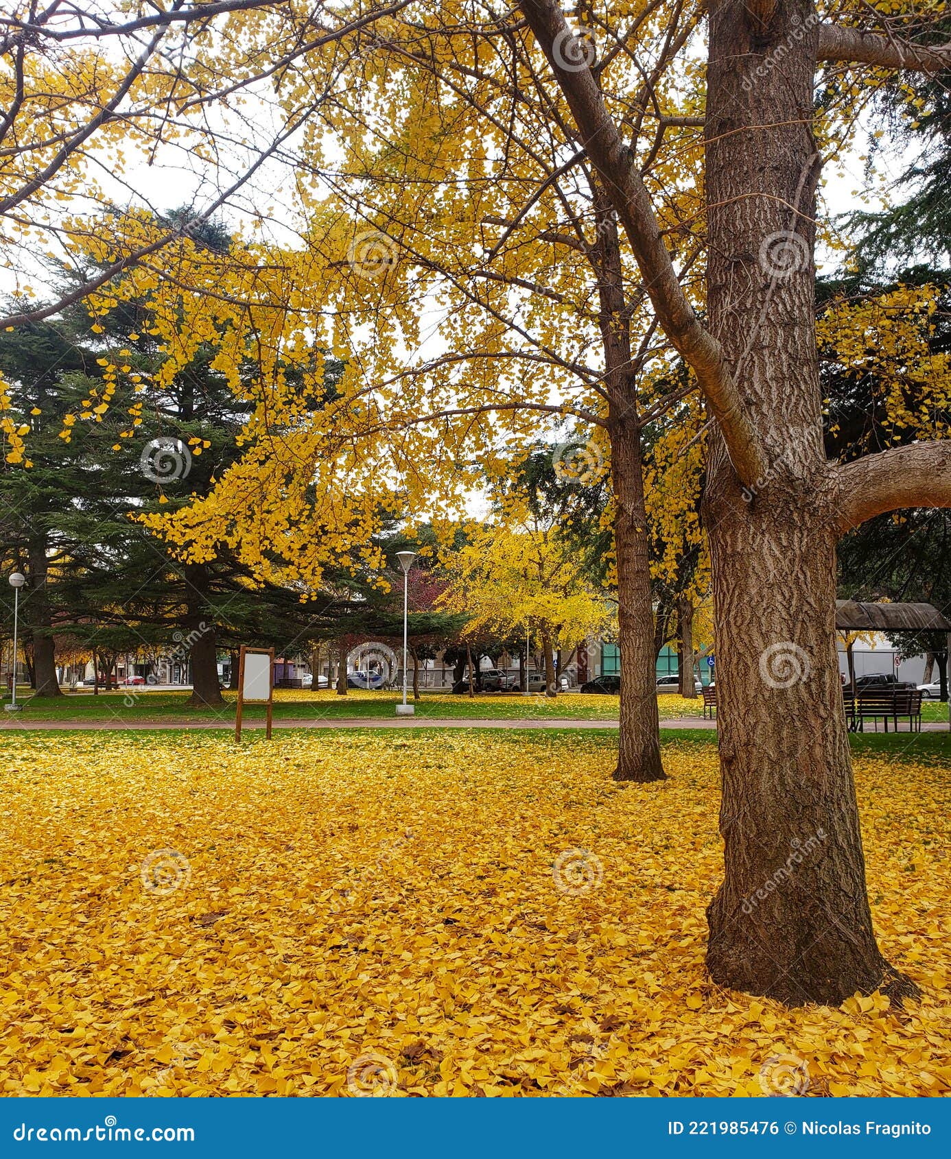 autumn colors, yellow ginkgo biloba leaves fallen to the ground among the green grass in the outdoor park