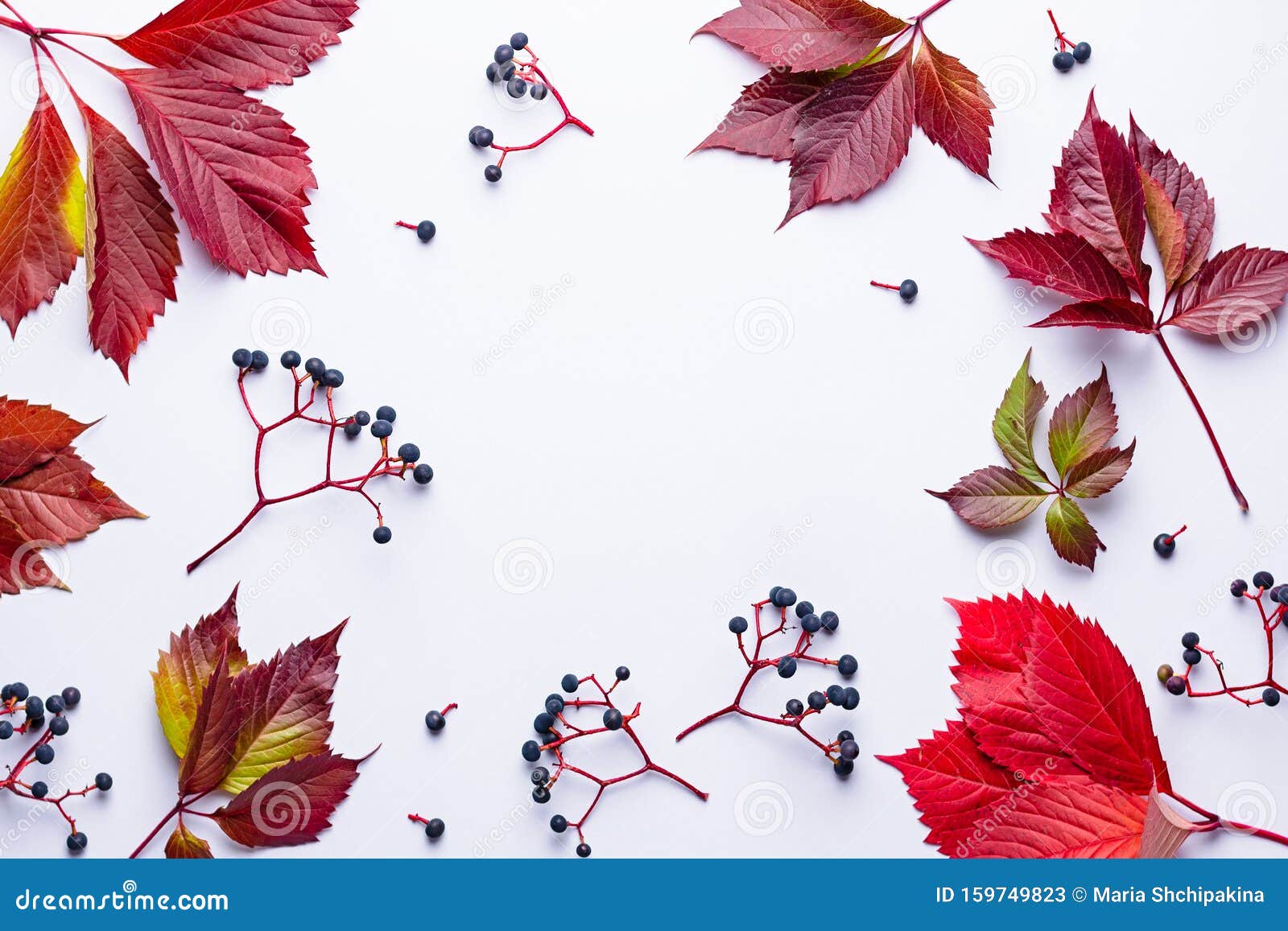 Autumn Composition With Wild Grape And Leaves On Light ...