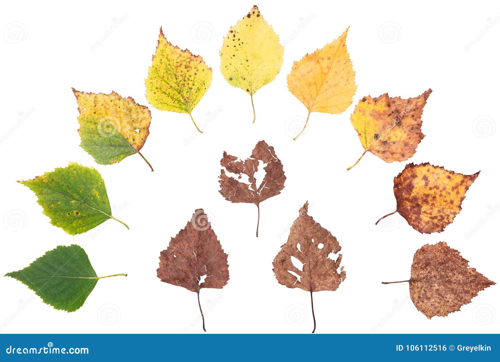 Autumn Age