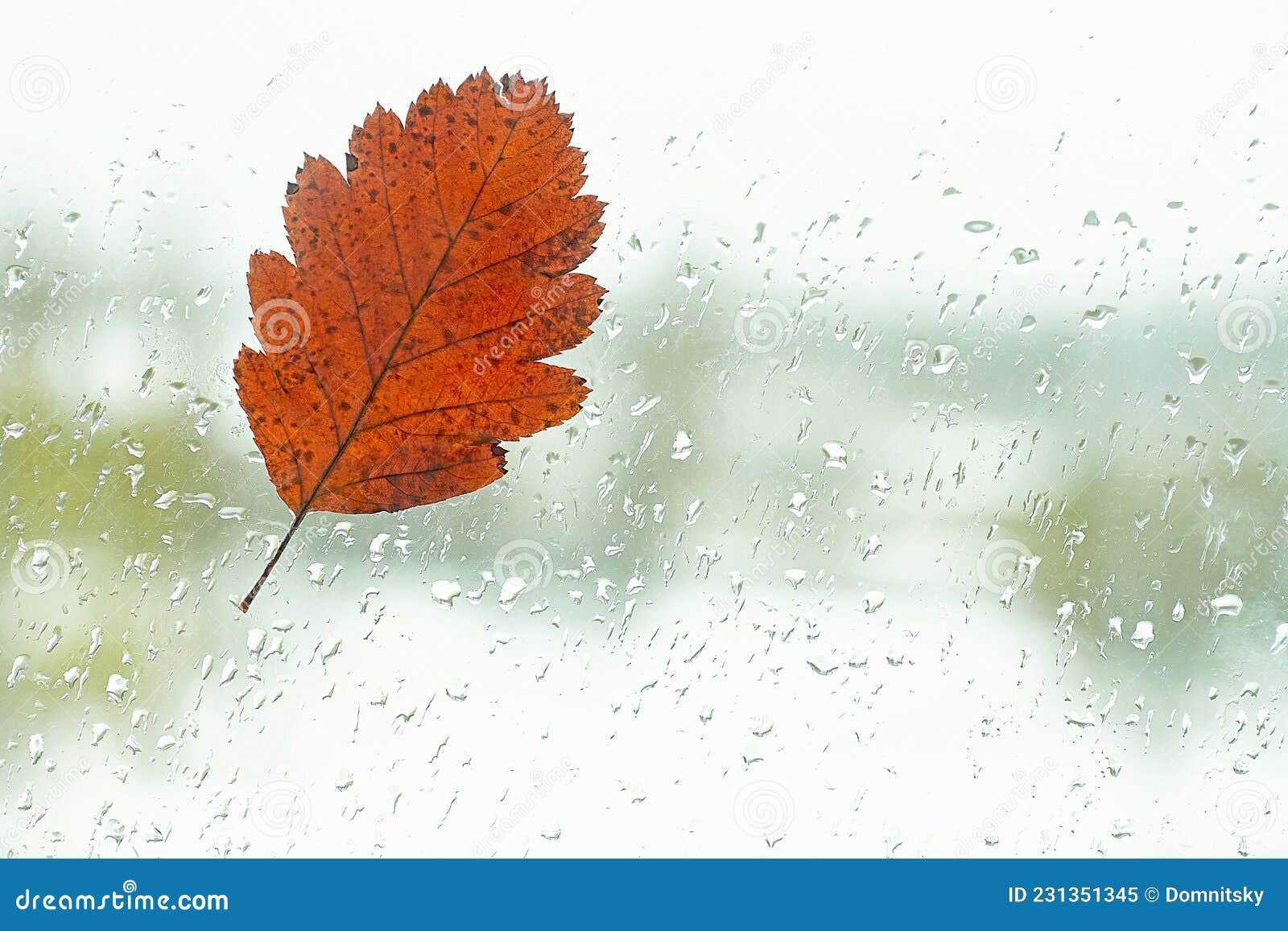Autumn Concept Fallen Lonely Leaf on the Window with Raindrops in the
