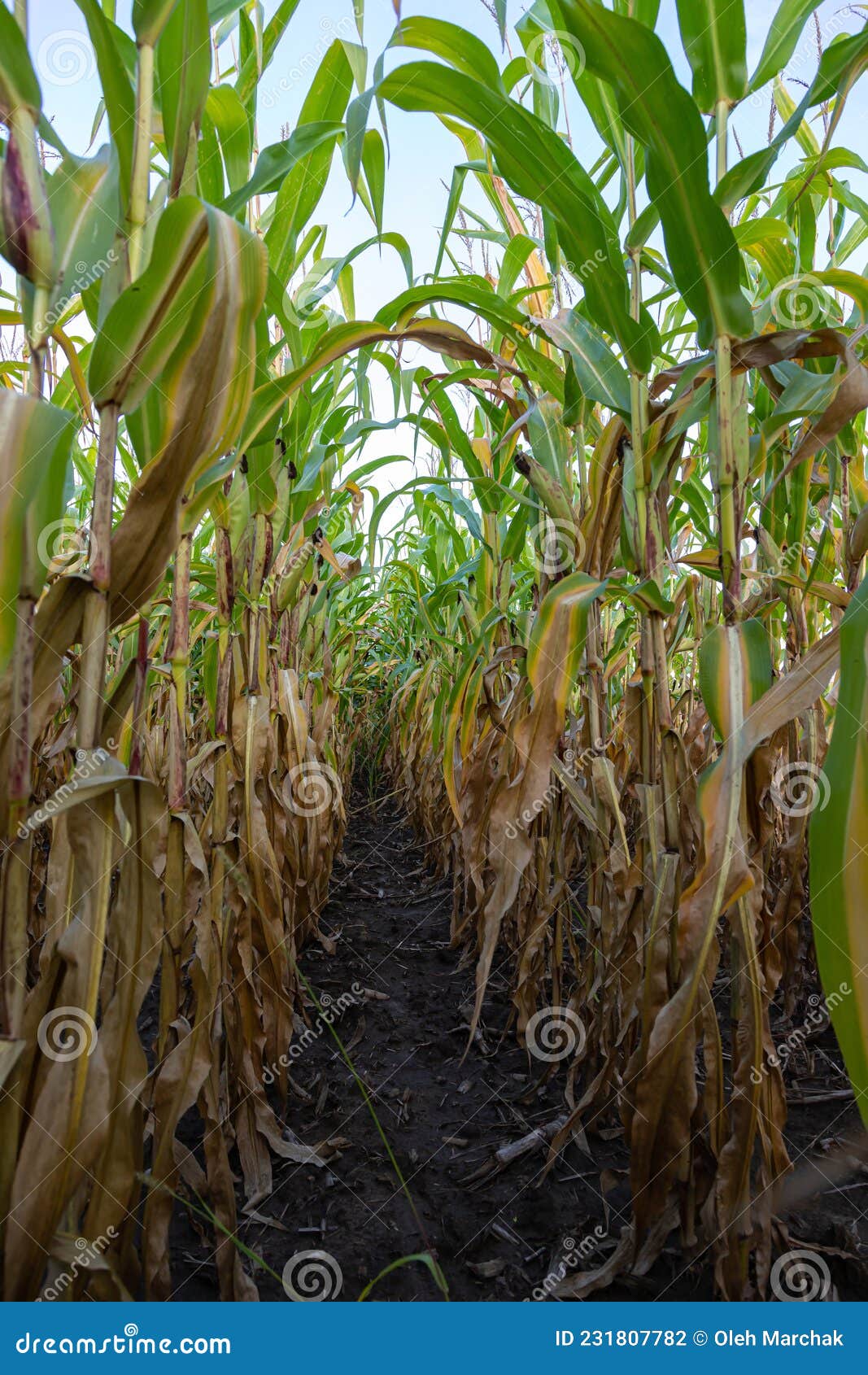 Autumn Corn Field. Plants Grow in Rows Stock Photo Image of organic