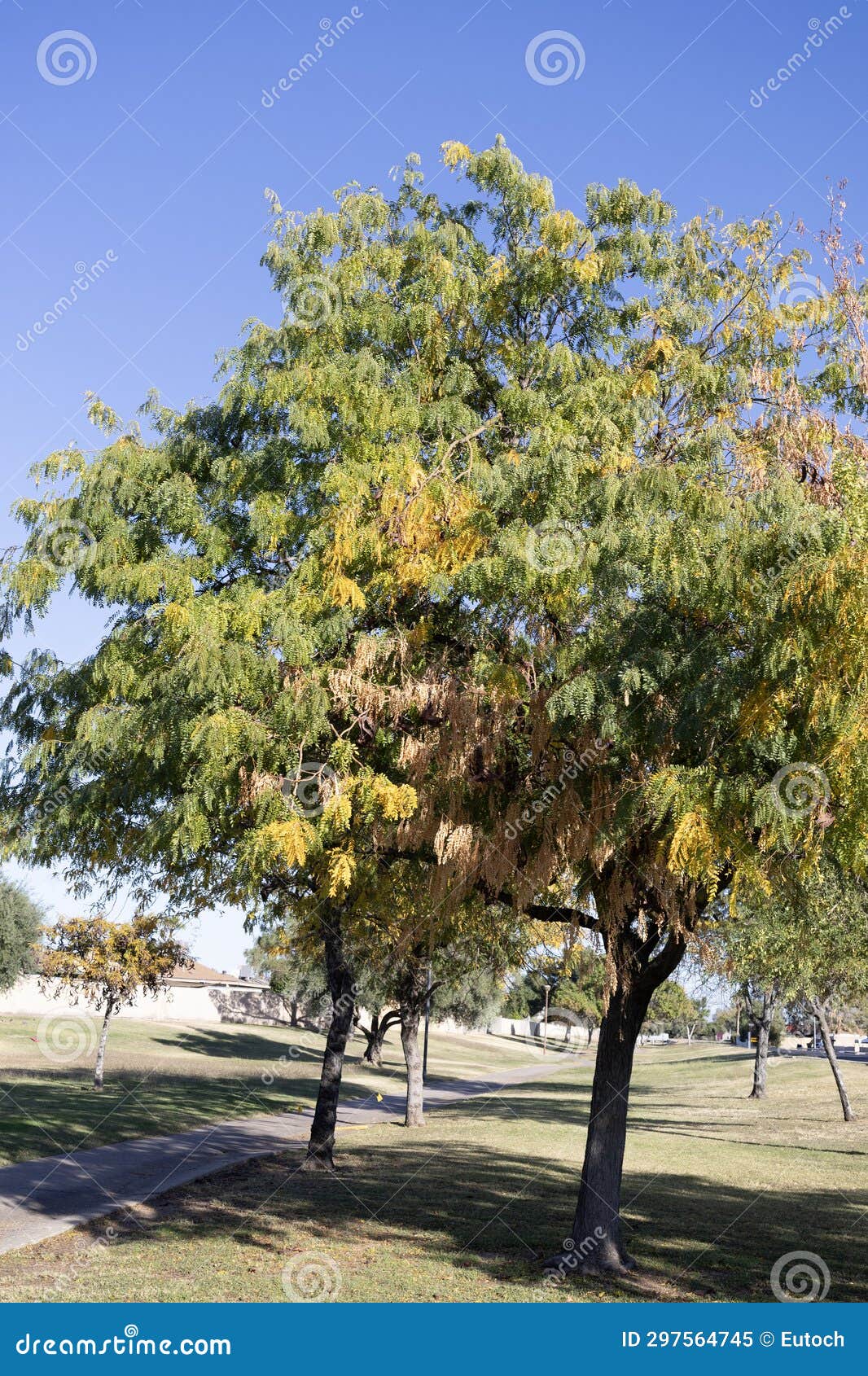 crown of honey locust tree also known as gleditsia triacanthos in autumn