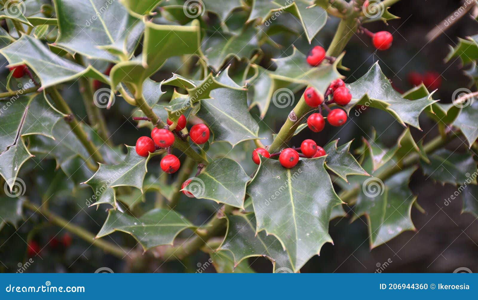 holly tree with its red fruits. autumn day.