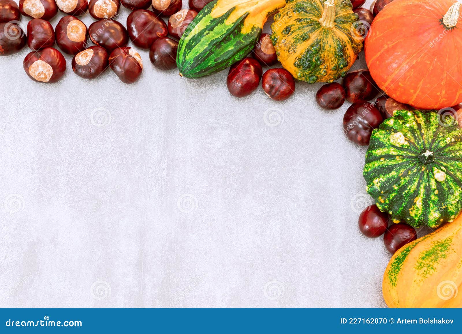 autumn decorative pumpkins and chestnuts on a grey concrete backgroundon. top view with copy space