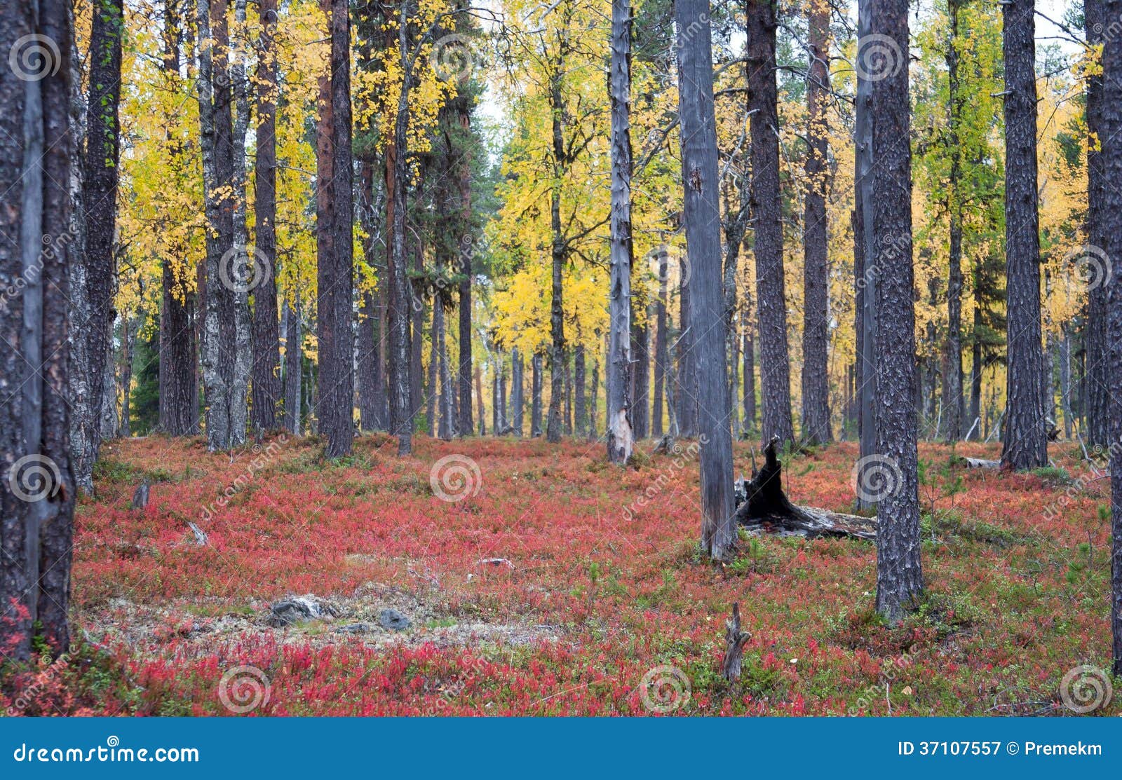 autumn in deep taiga forest, finland