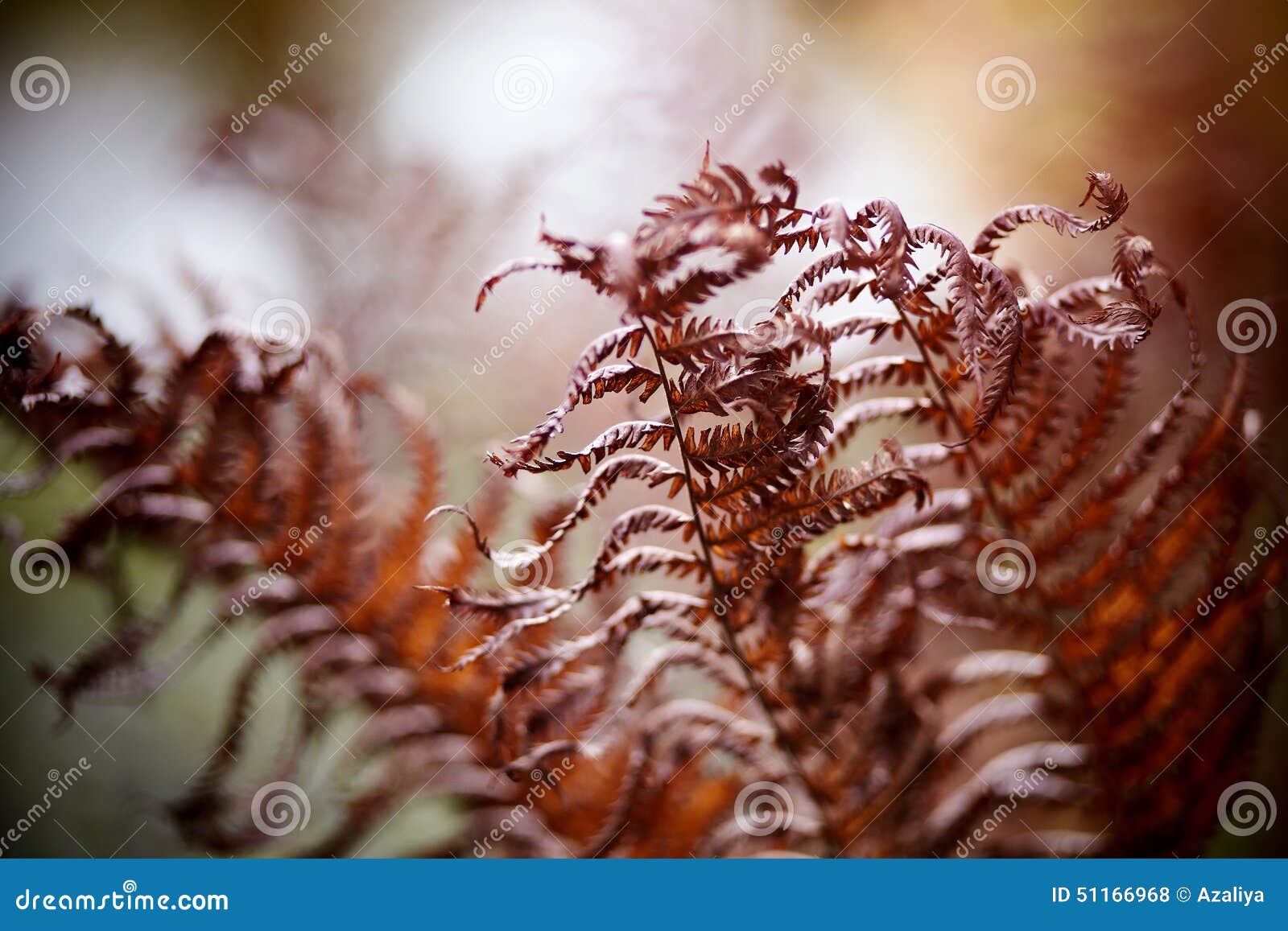 Autumn Driedup Fern Leaves. Stock Photo Image of koru, growth 51166968