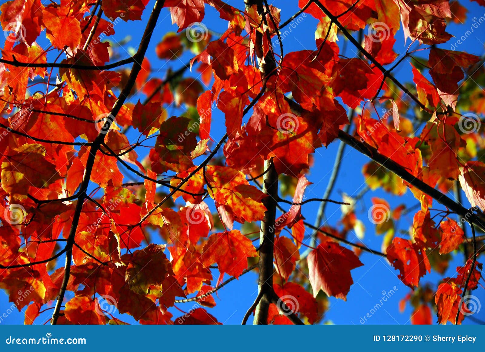 Autumn Fall Bright Red Maple Leaves Against A Blue Sky Stock Photo