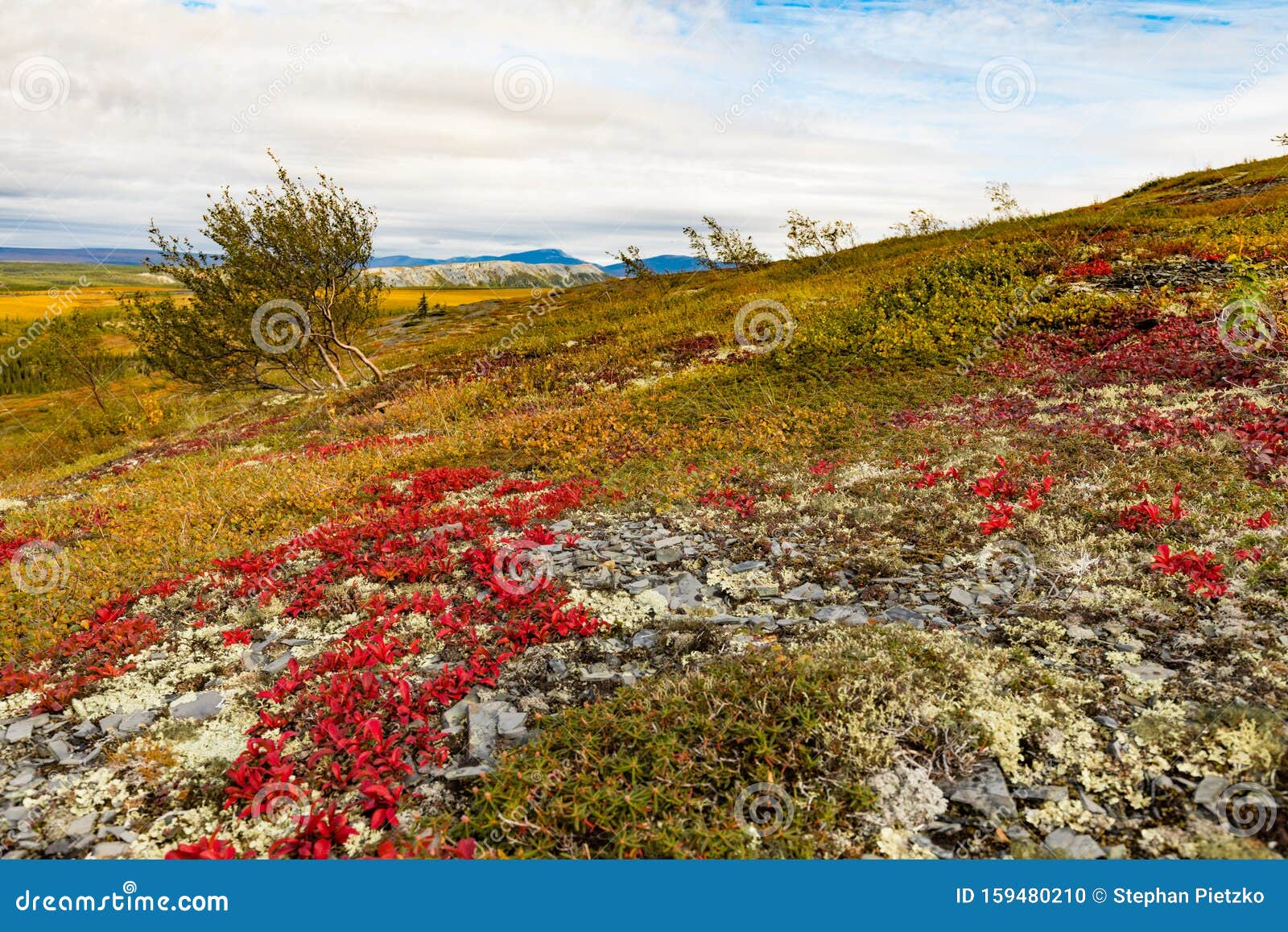 arctic tundra fall colors yukon territory canada