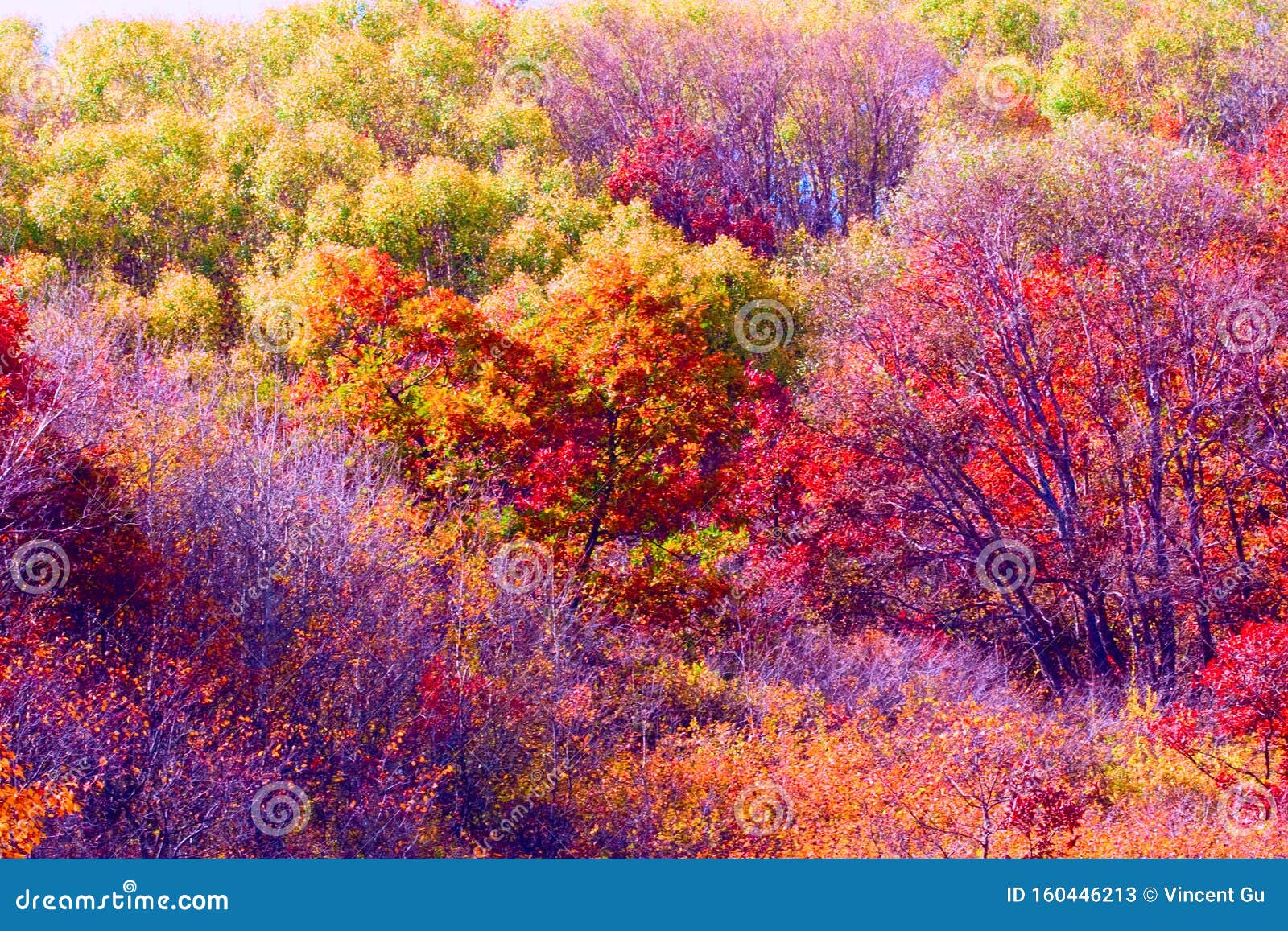 autumn,fall forest with colorful  treesÃ¯Â¼Åautumn leaf palette