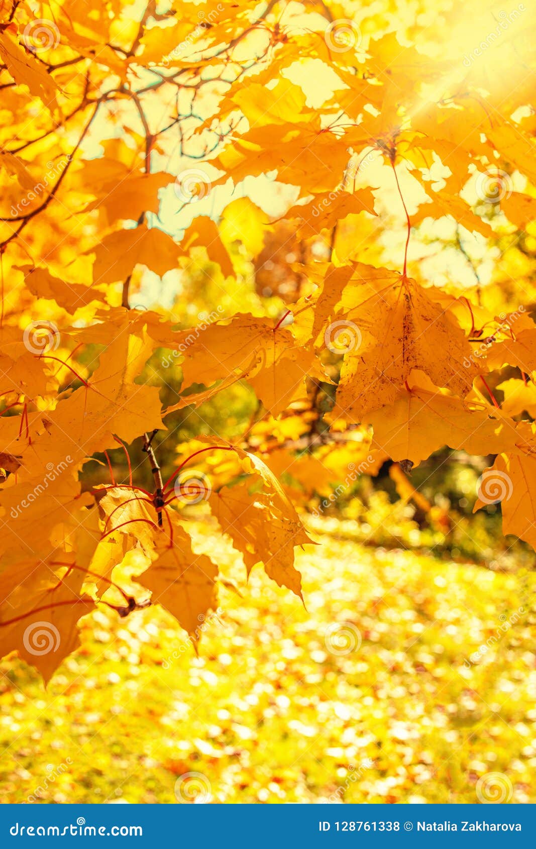 Autumn Fall Scene With Falling Leaves Beautiful Autumnal Park Stock