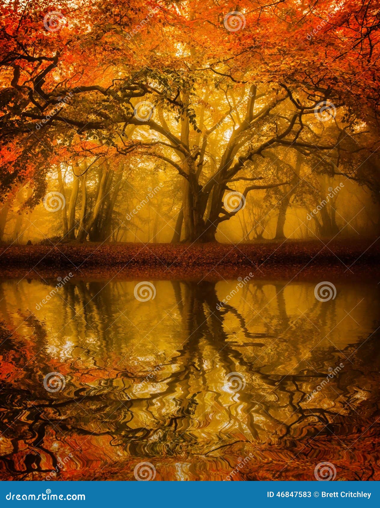 autumn fall tree refelction