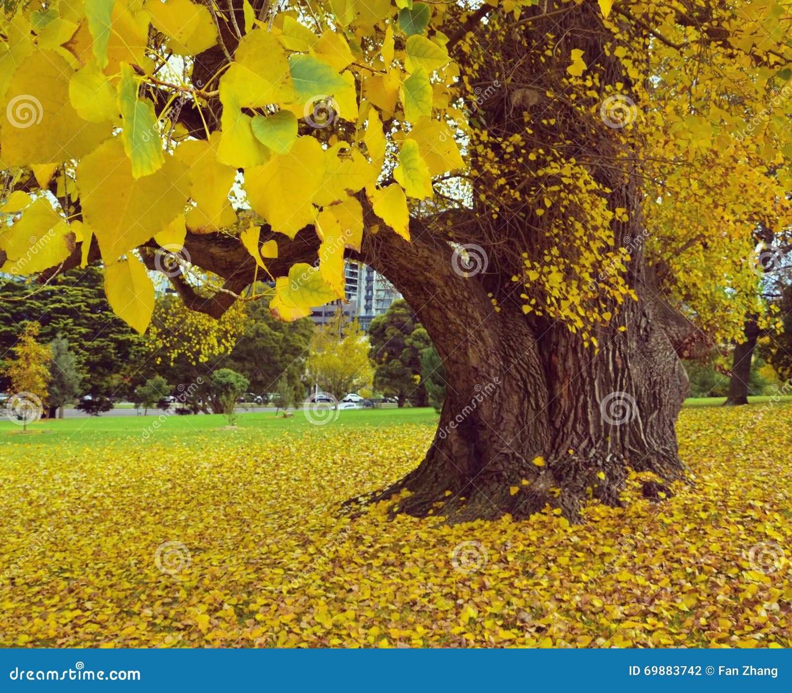 Autumn stock photo. Image of spring, lawn, sunlight, plant - 69883742