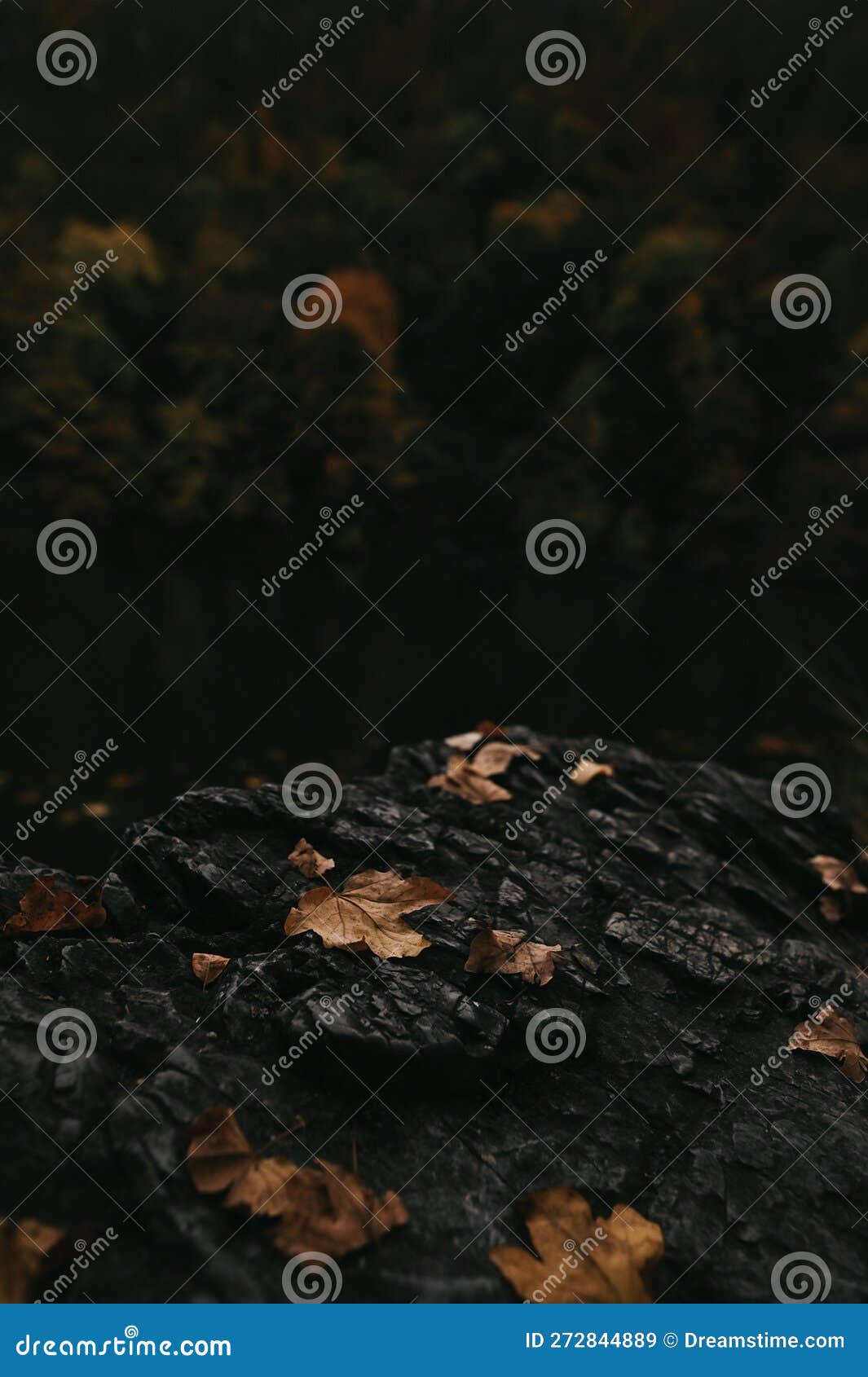 autumn fallen leaves on rocks