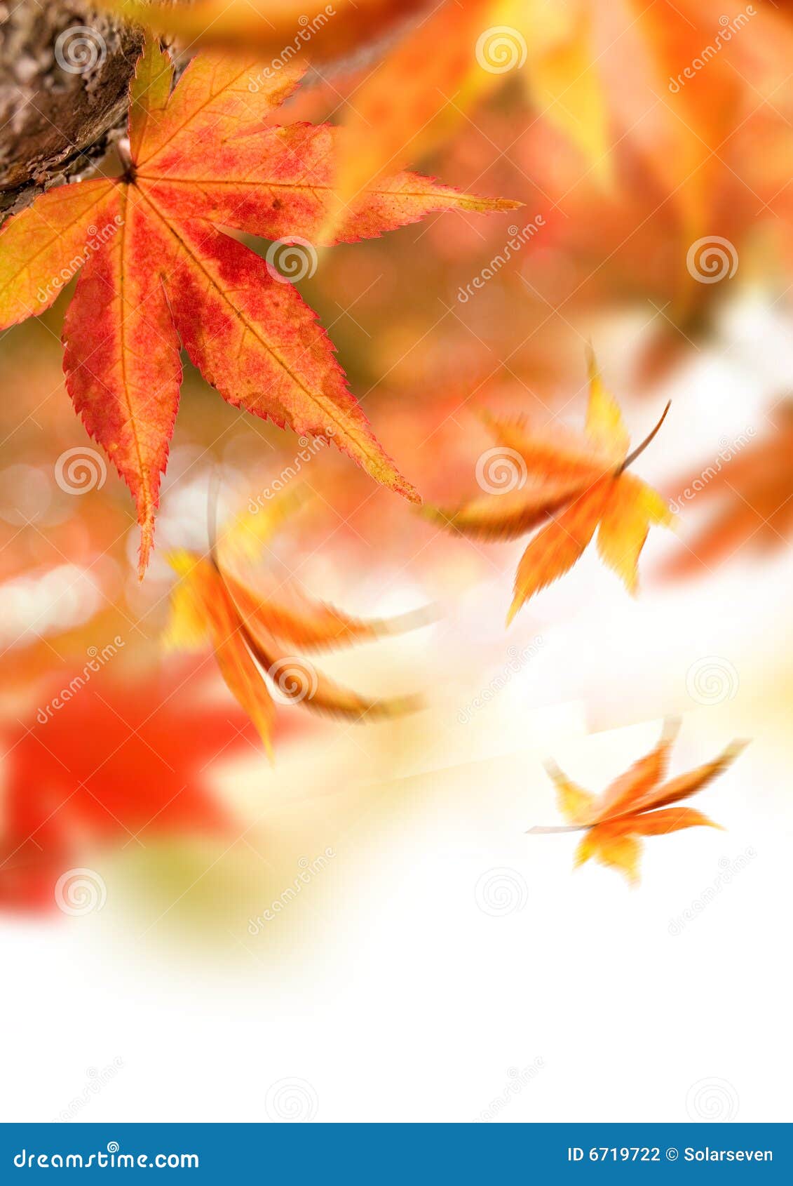 Autumn Falling Leaves stock photo. Image of autumn, outdoors - 6719722