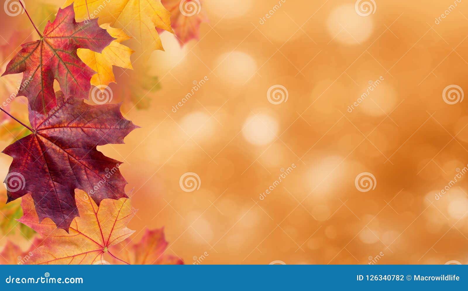 autumn falling leaves. autumnal foliage fall and poplar leaf flying in wind motion blur. autumn .