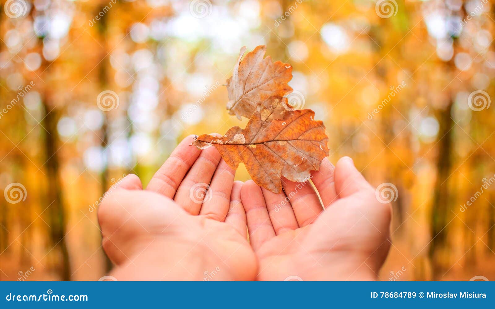 Autumn falling leaves hand stock image. Image of park 78684789