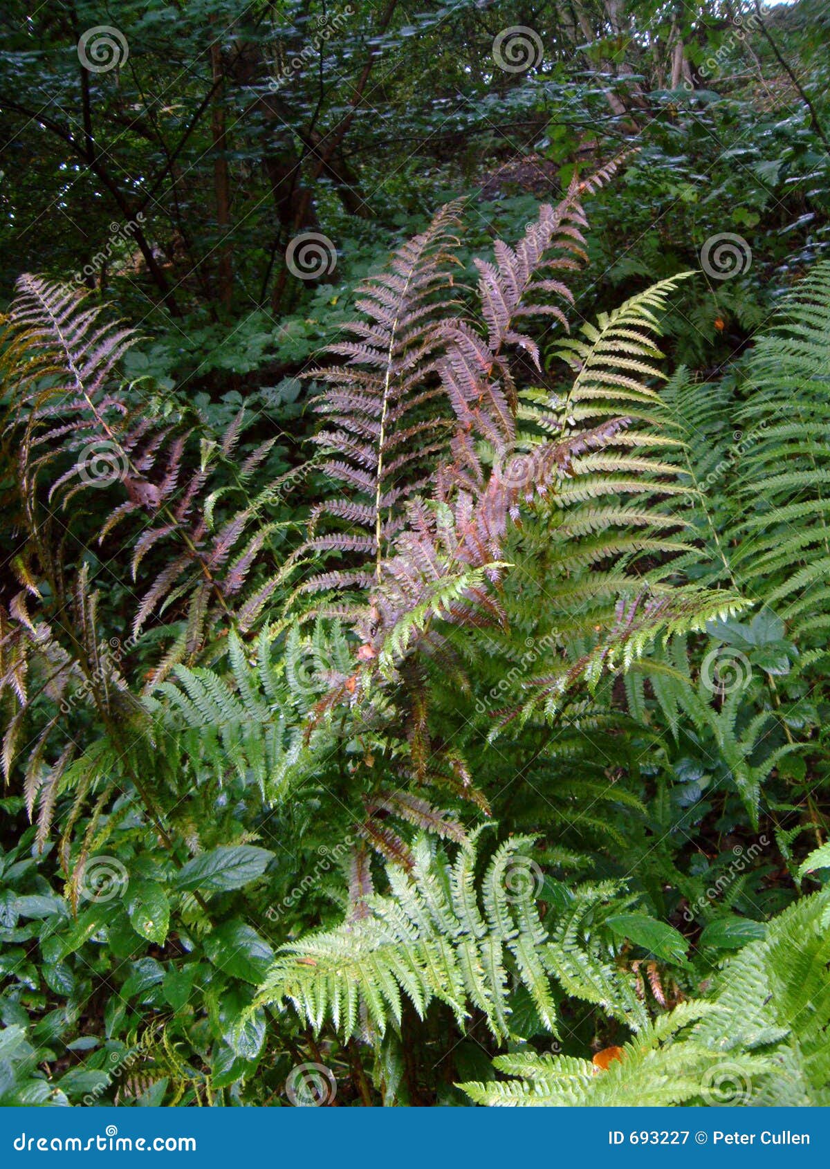 Autumn Fern stock image. Image of vein, wilderness, trees 693227