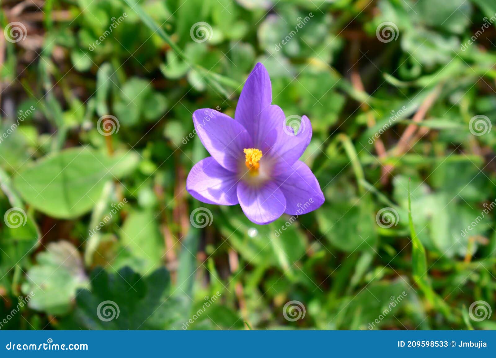 violet and orange flower close-up on green leaves background. crocus nudiflorus autumn flowering.