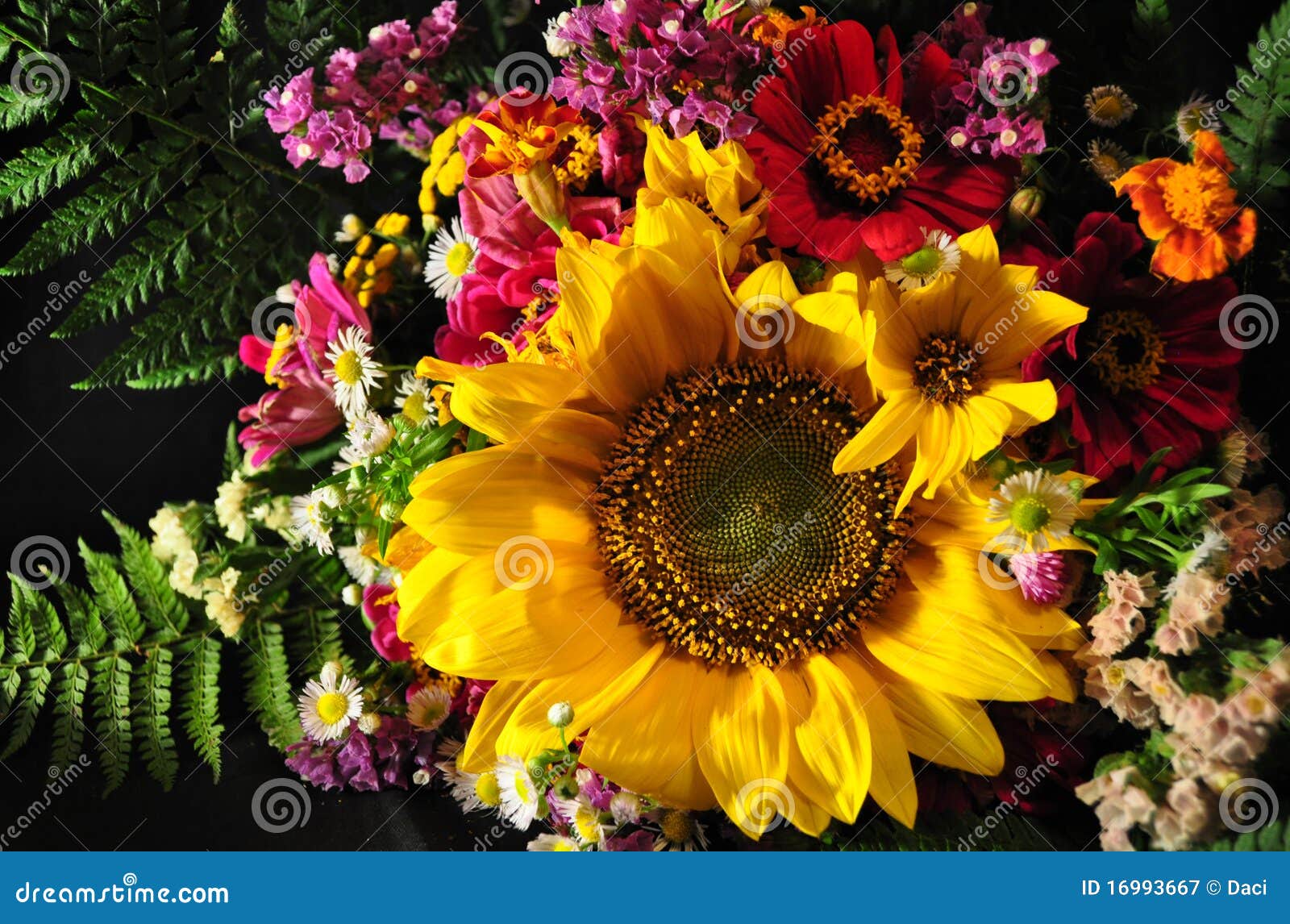 Autumn Flowers Royalty Free Stock Photography  Image 