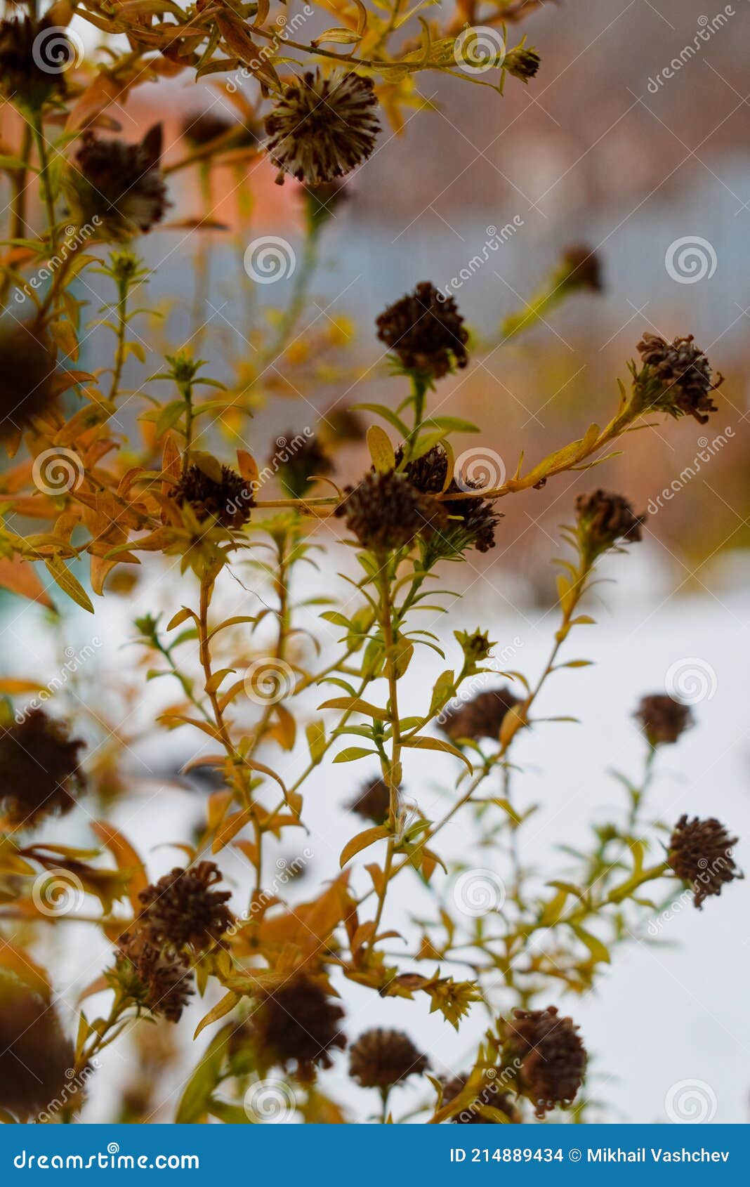 Autumn Flowers are Still Standing Stock Photo Image of twig, spring