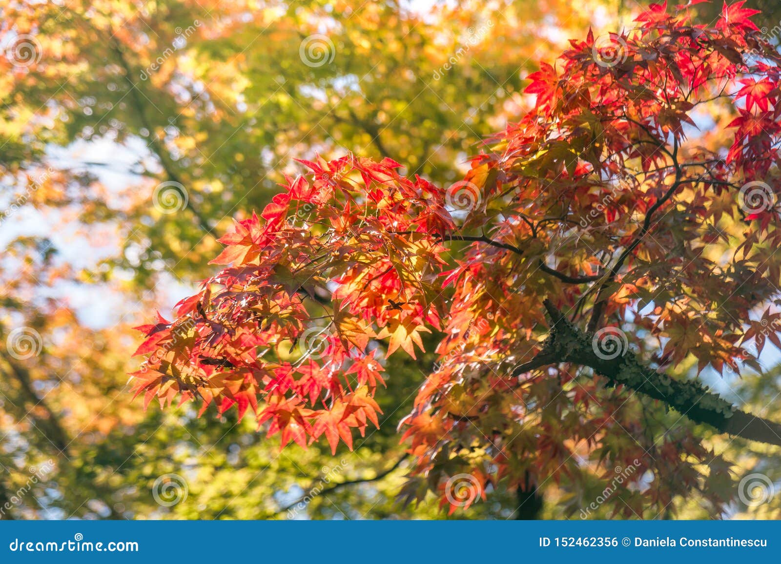 Autumn Foliage In A Maple Tree At Kinkaku Ji Zen Garden In Kyoto