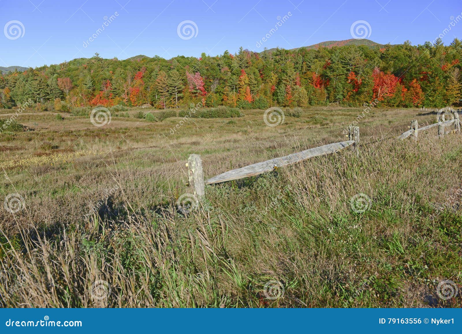 autumn foliage in a northeast forest