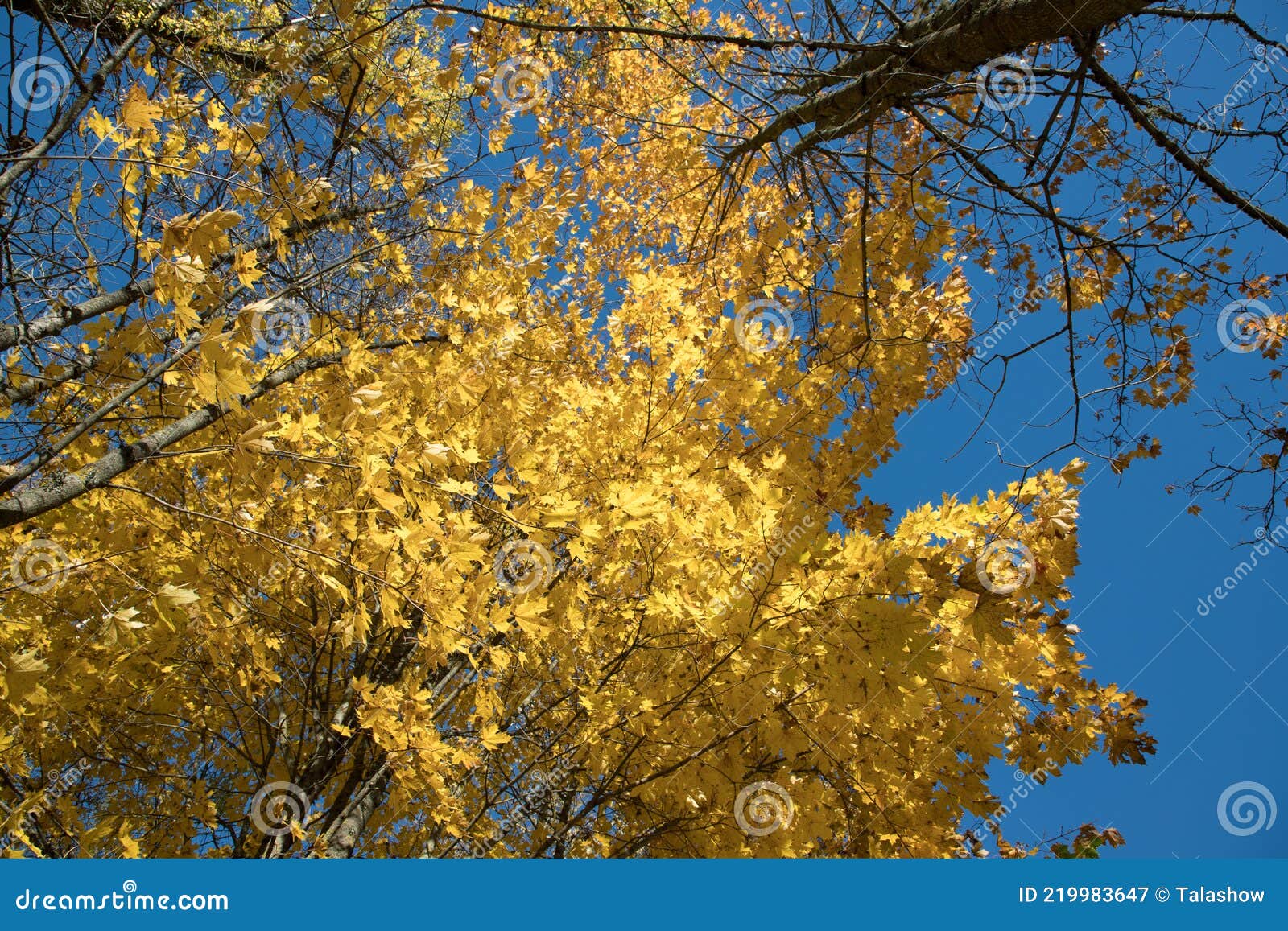 Autumn Foliage of Trees in the Daytime Stock Image Image of landscape
