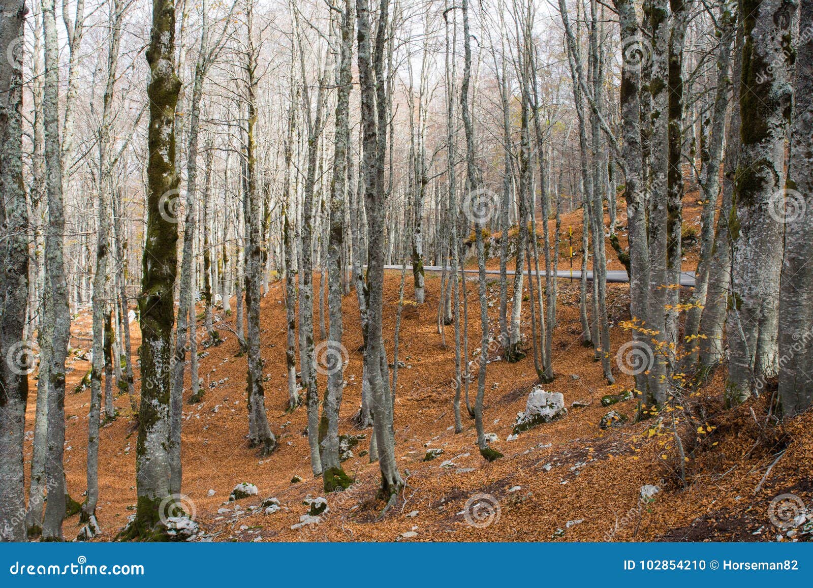 autumn in forca d`acero, abruzzo national park, italy