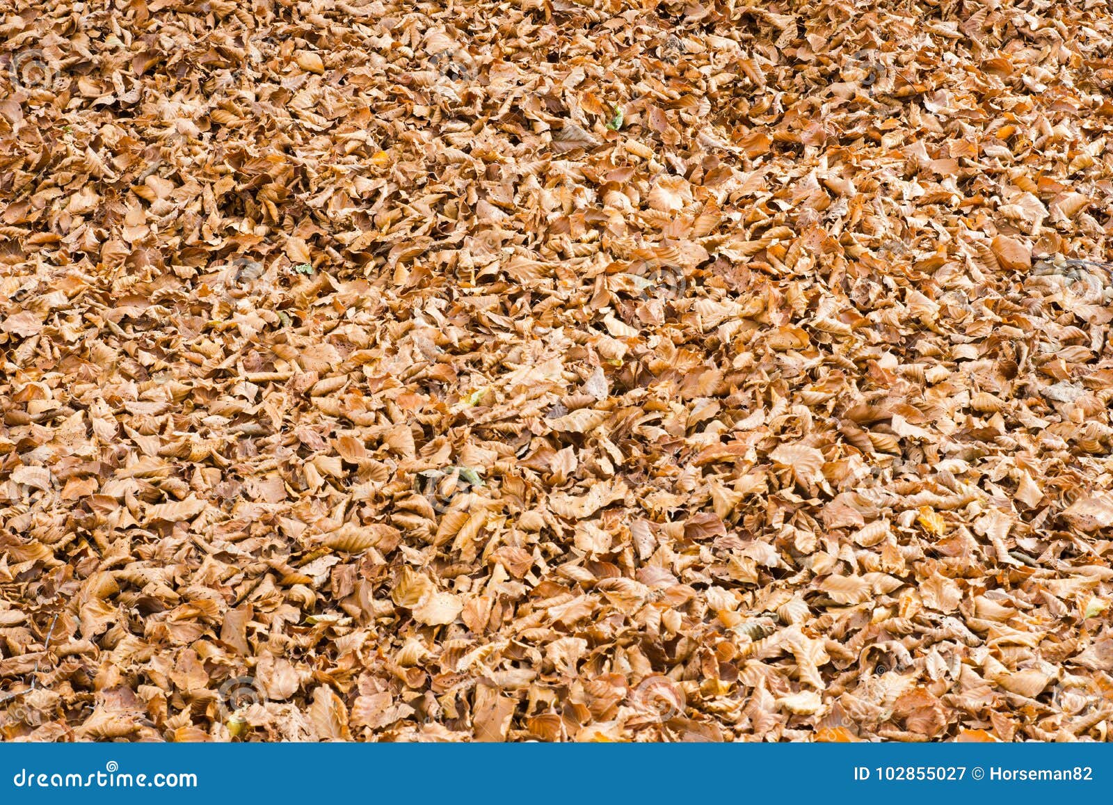 autumn in forca d`acero, abruzzo national park, italy