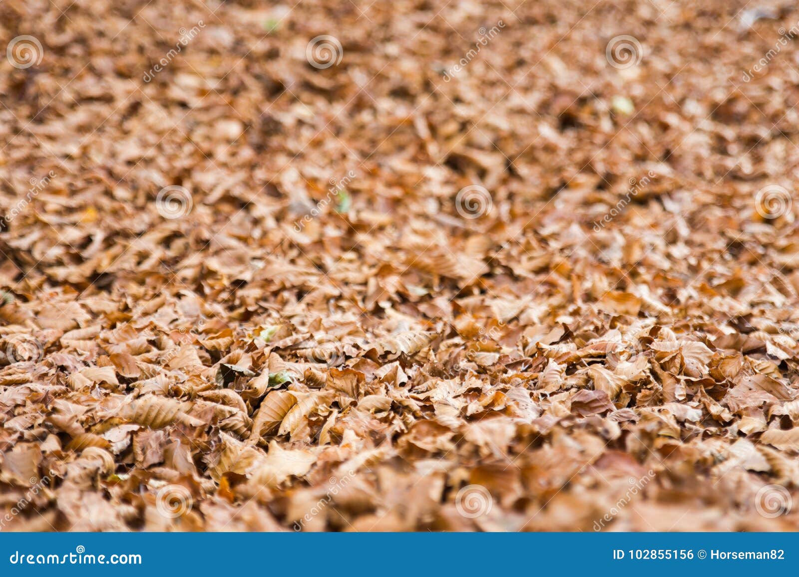 autumn in forca d`acero, abruzzo national park, italy