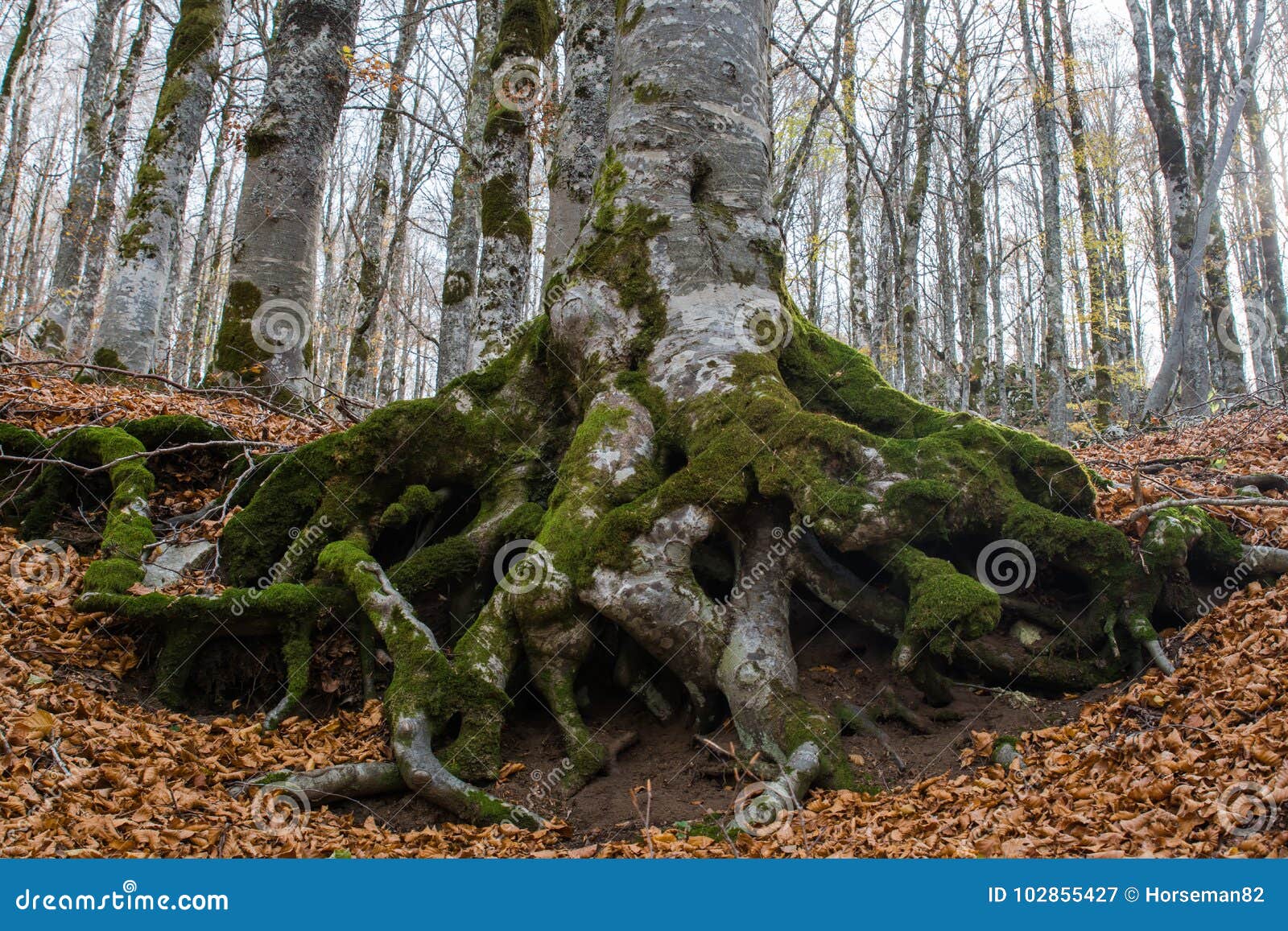 autumn in forca d`acero, abruzzo national park, italy