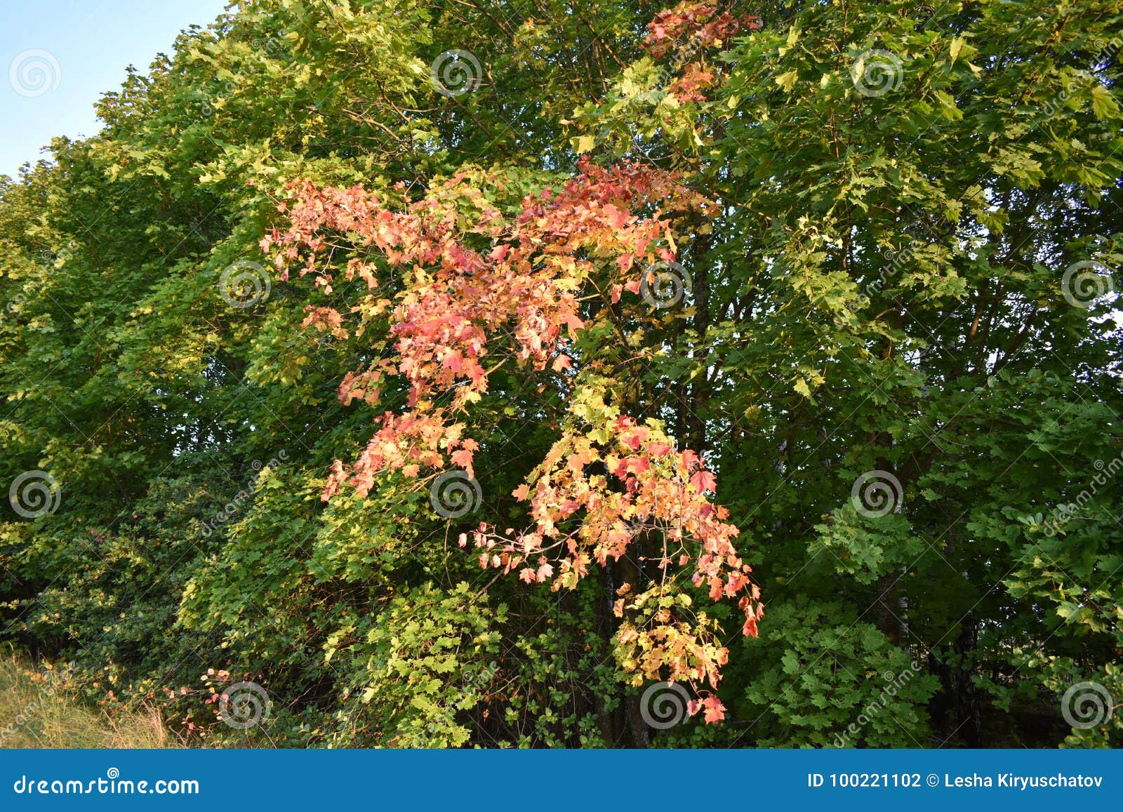autumn forest autumn forest the colors of autumn trees