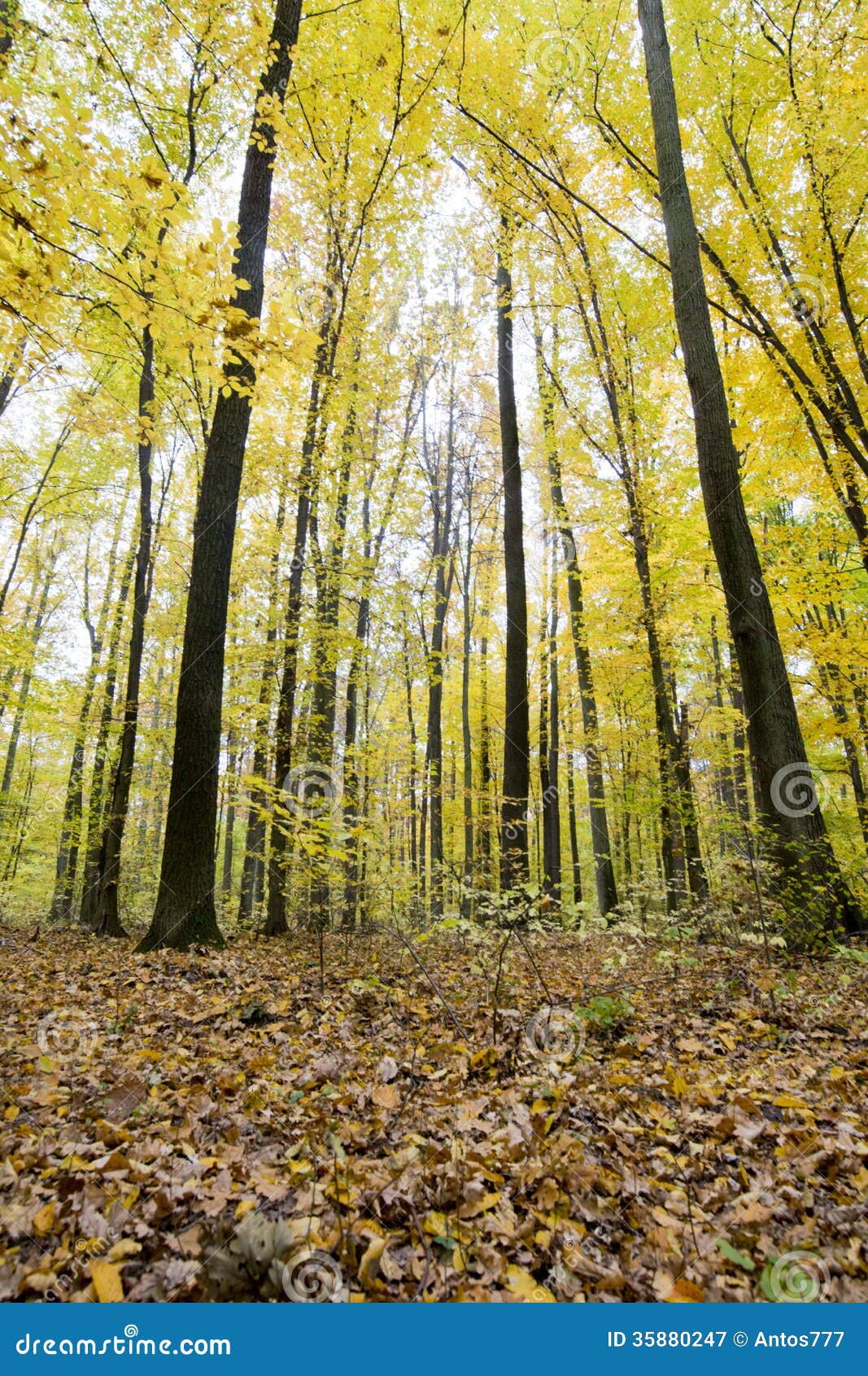 Autumn Forest Stock Image Image Of Backgrounds Empty 35880247