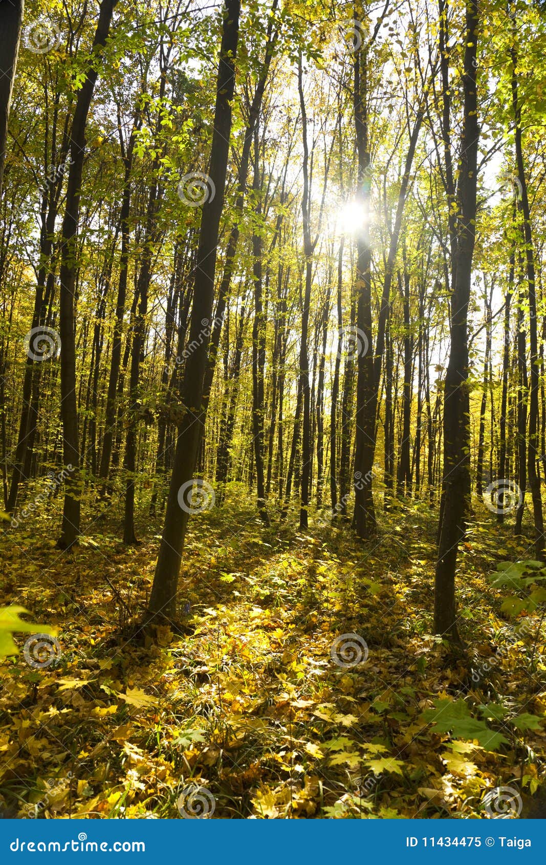 Autumn Forest Bright Colors Of Leaves Sunlight Royalty Free Stock