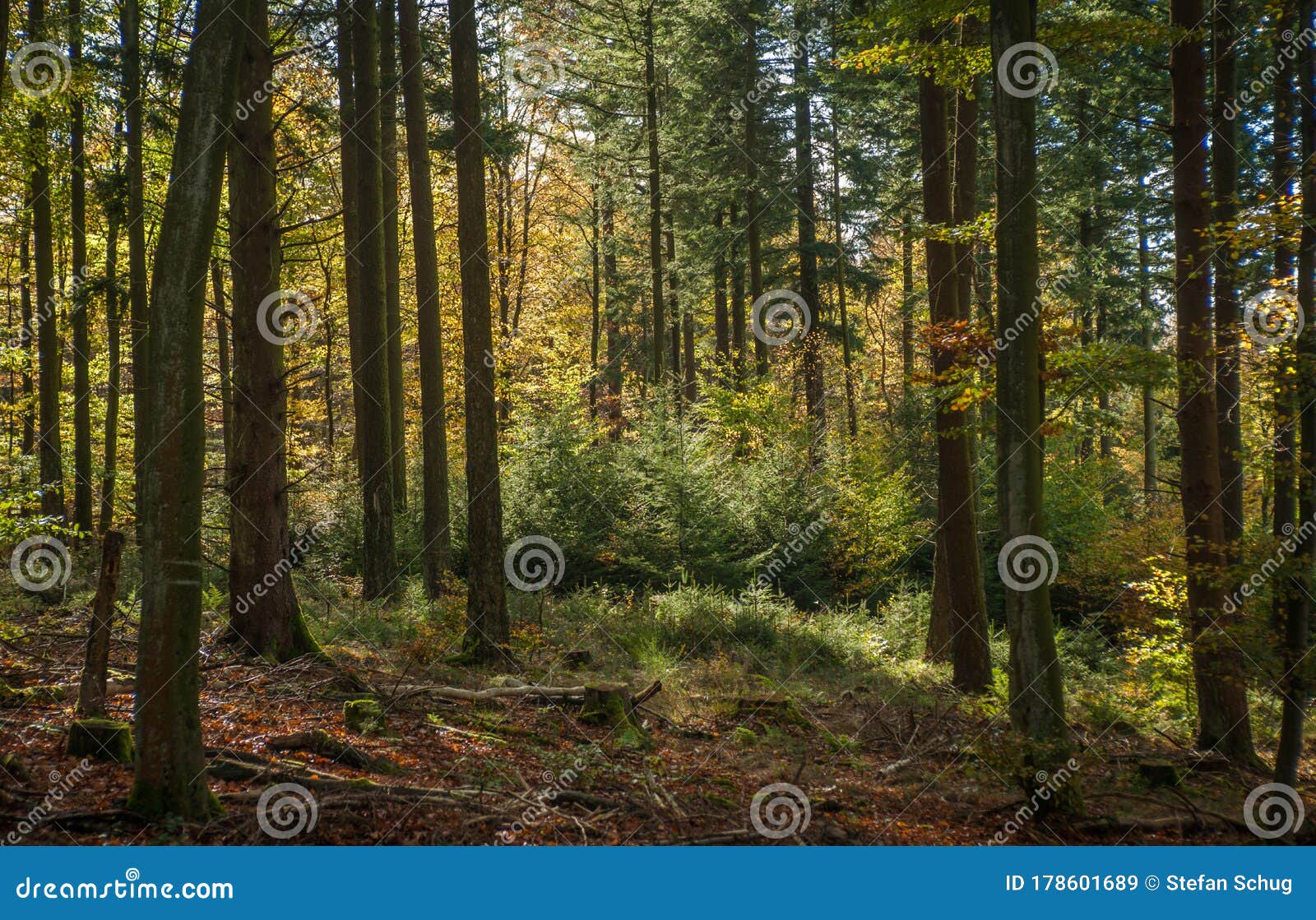 european mixed fall forest - backlight