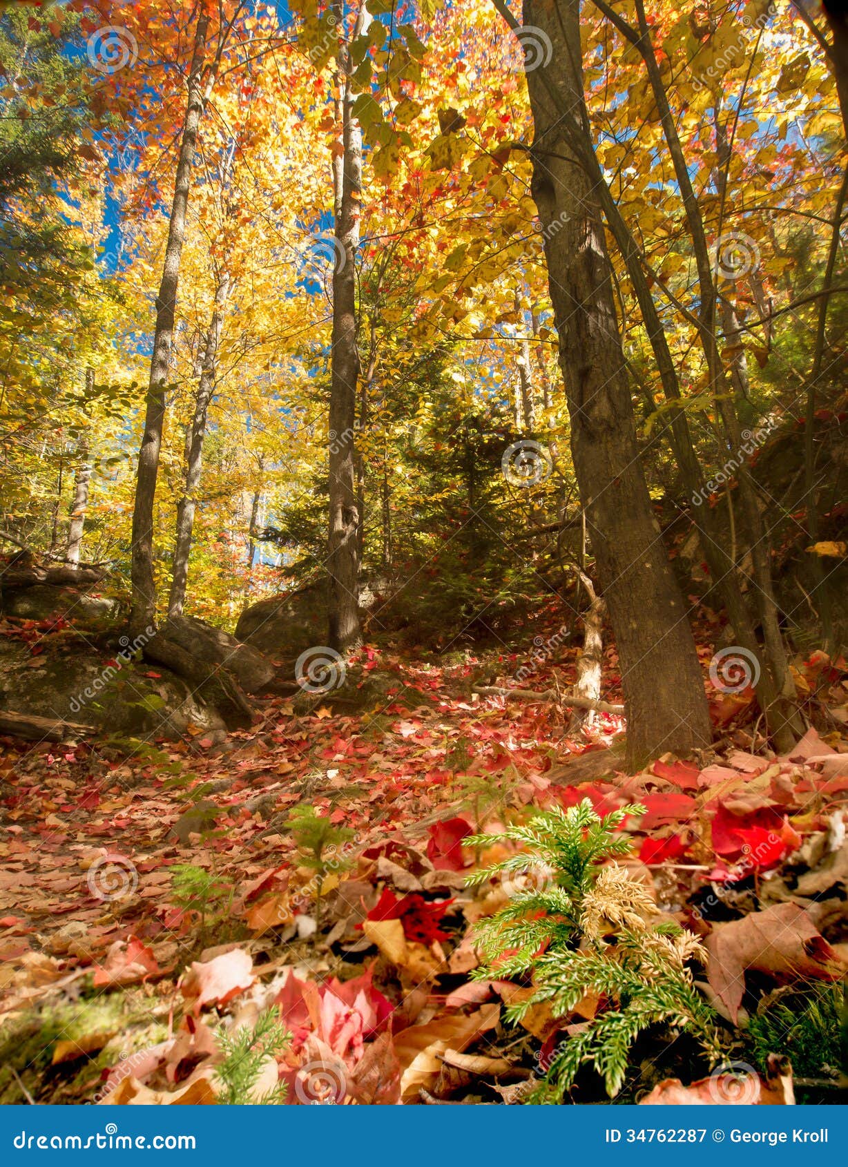 Autumn Forest Floor And Canopy Stock Image Image Of Yellow Foilage