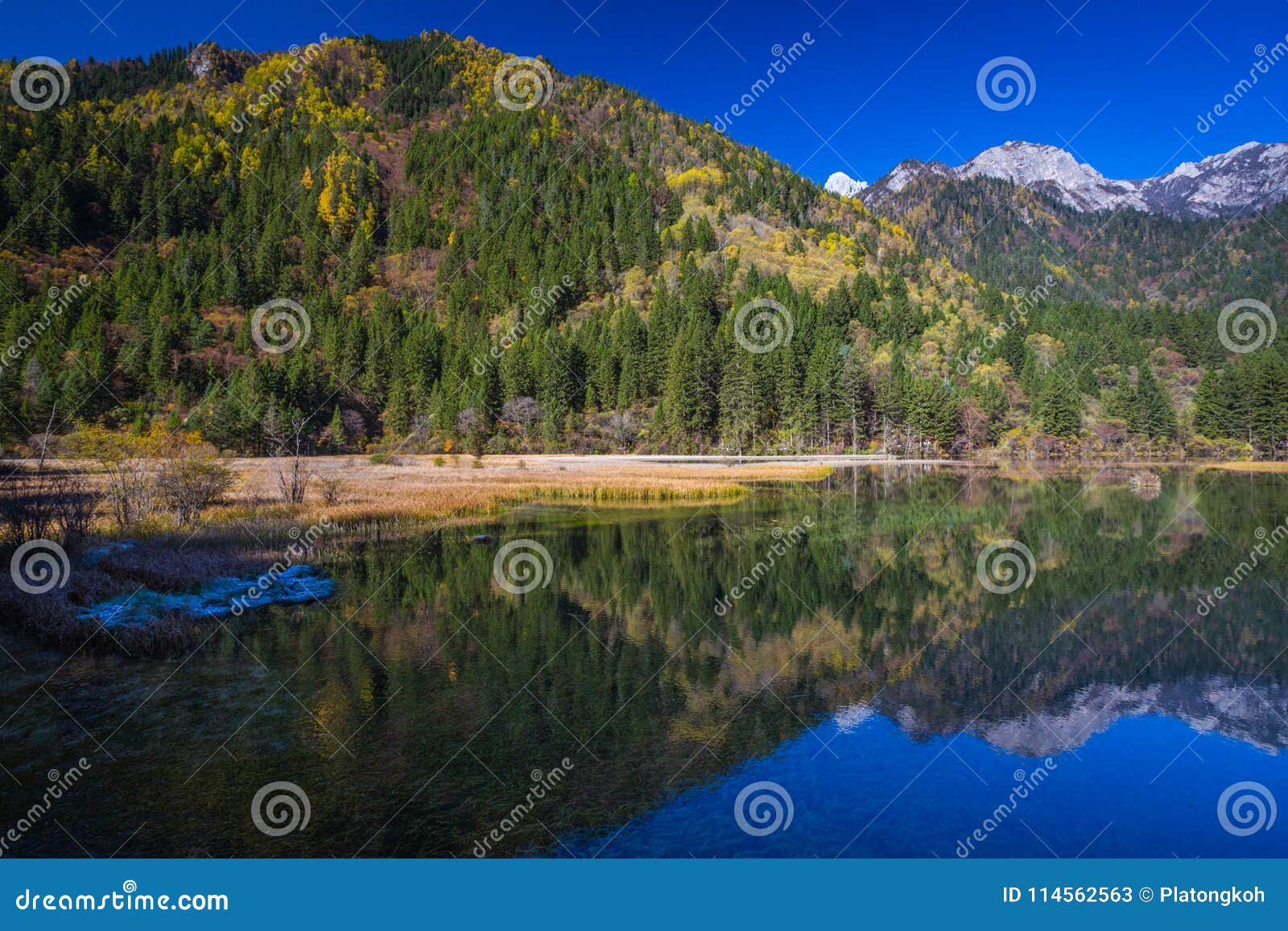 Autumn Forest And Lake Landscape In Jiuzhaigou Stock Image Image Of