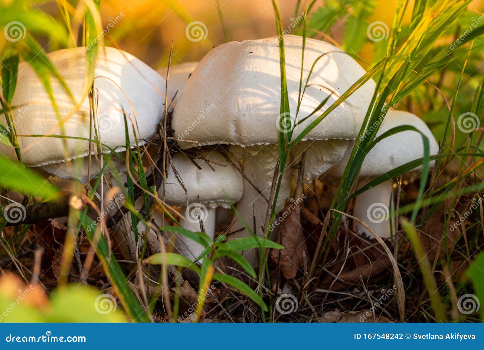 Autumn Forest Or Meadow Mushrooms In The Grass Picking Mushrooms