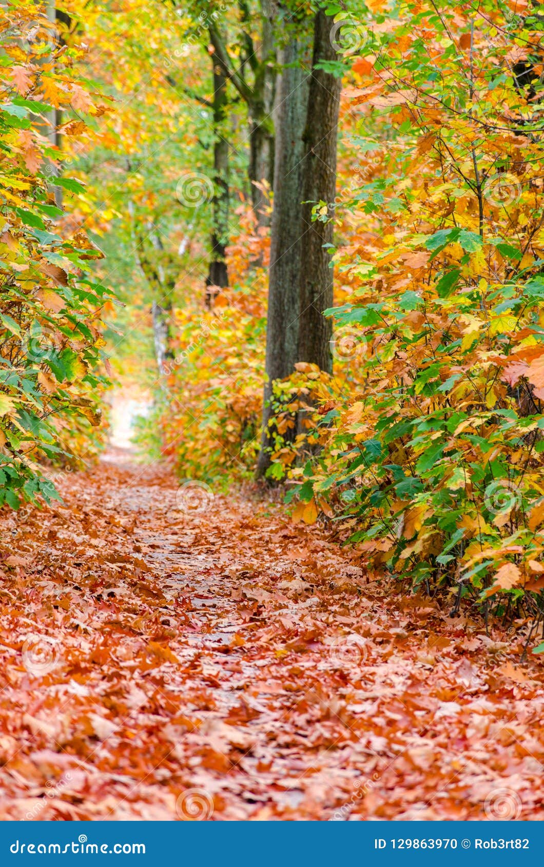 Autumn Forest Nature Background. Autumn, Fall Forest. Path of Red Leaves Towards Light Stock Photo Image of beautiful, environment: 129863970