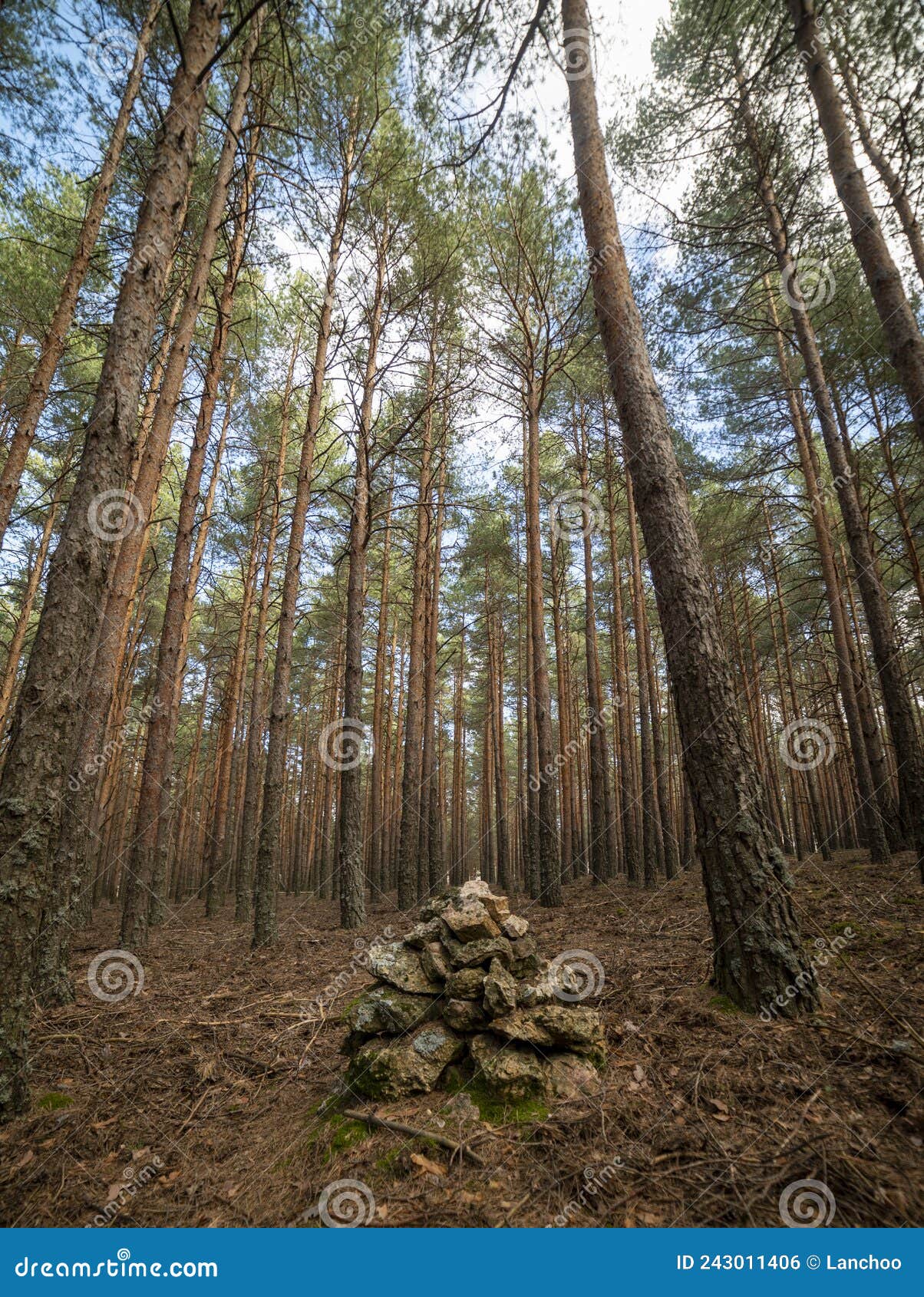 autumn forest nature. good morning in a colorful forest with sun rays through tree branches. natural landscape with sunlight