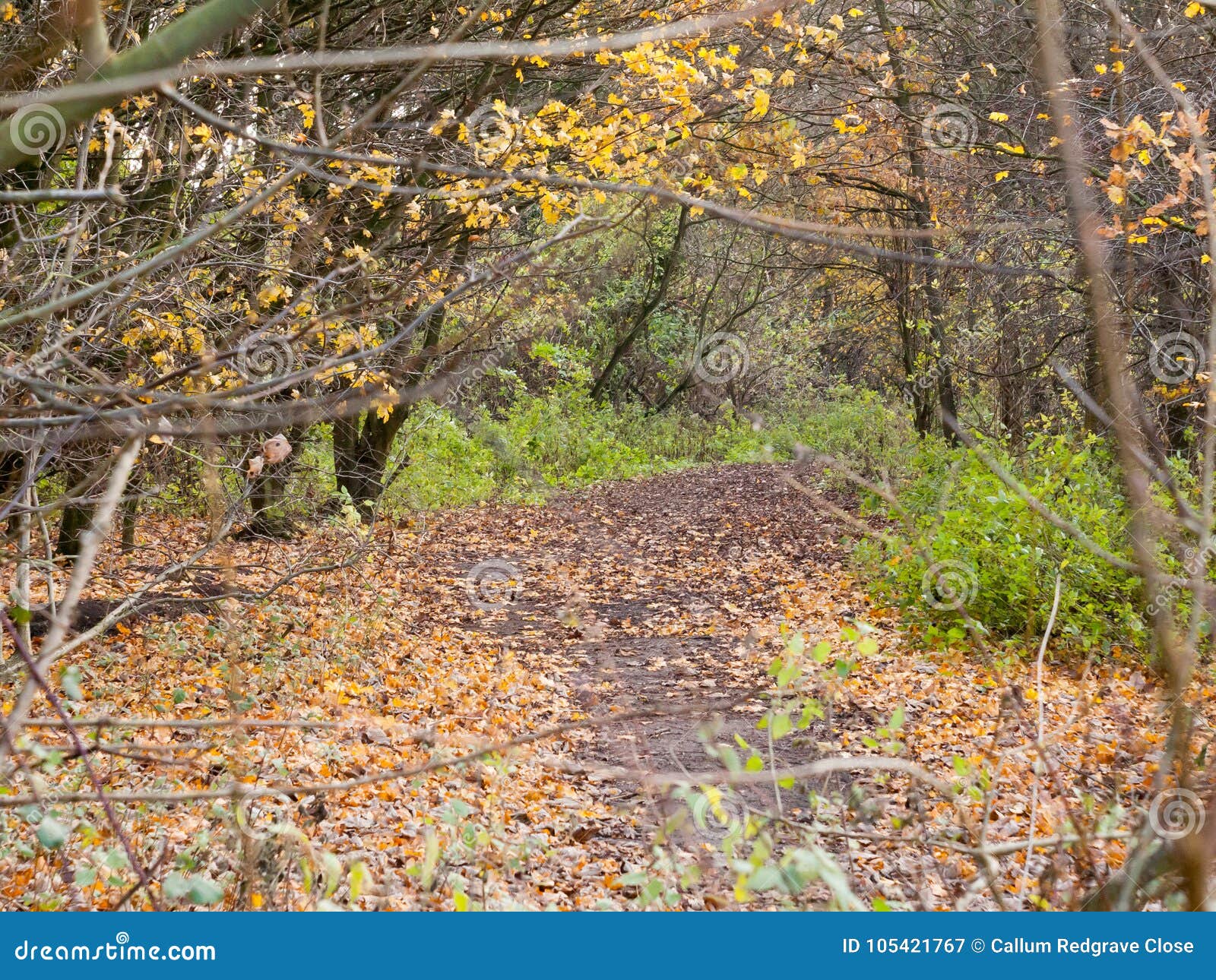 Autumn Forest Path Walkway Through Dark Way Yellow Leaves Ground Stock