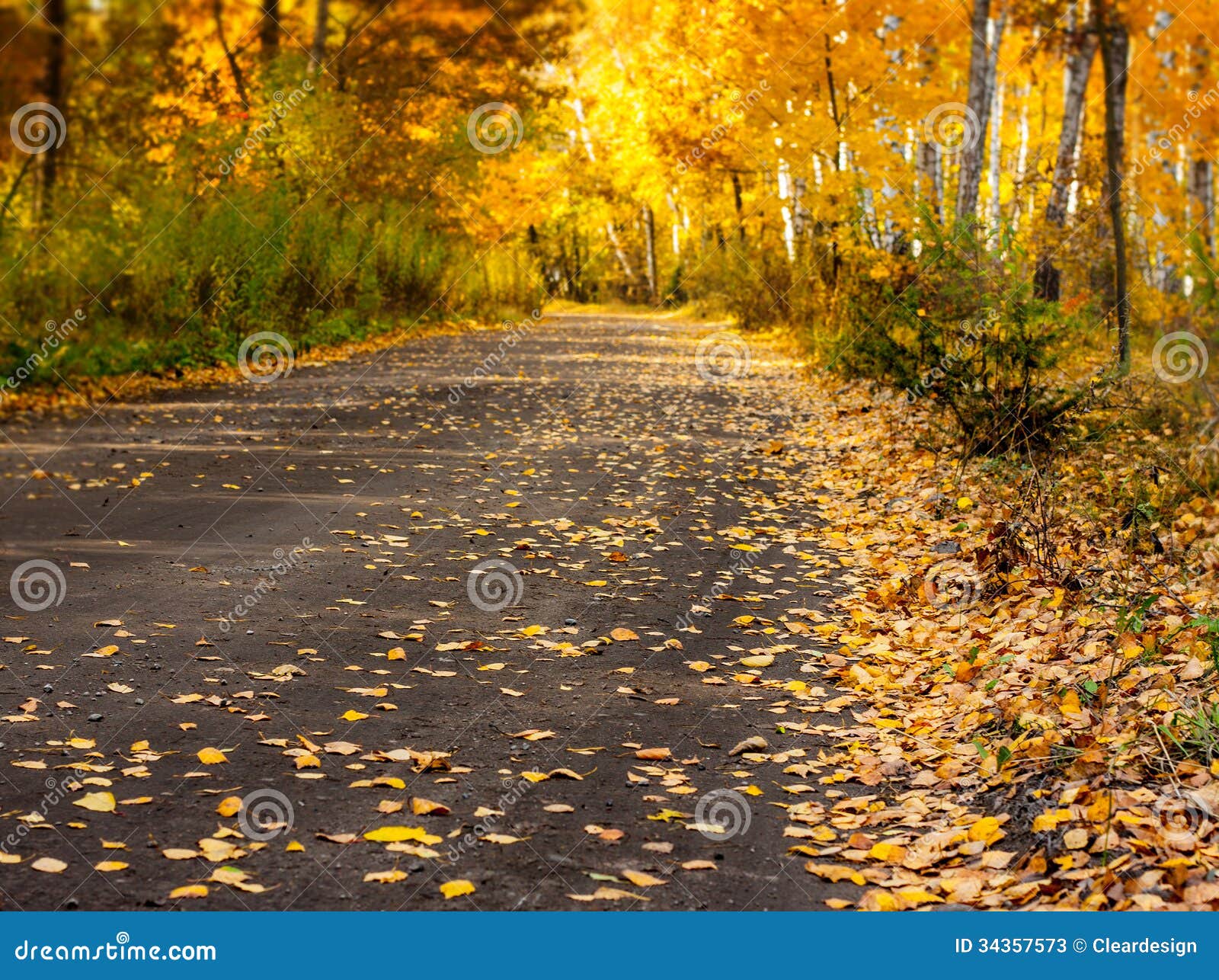 Autumn Forest Road With Gold Leaves Landscape Stock Image Image Of