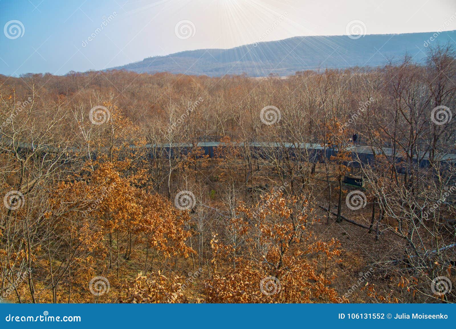 autumn forest, safari park, it highest bridge to walking people.