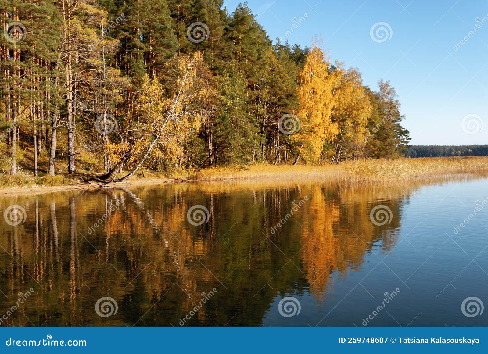 Autumn Forest on the Shore of Lake Baltieji Lakajai in Labanoras ...