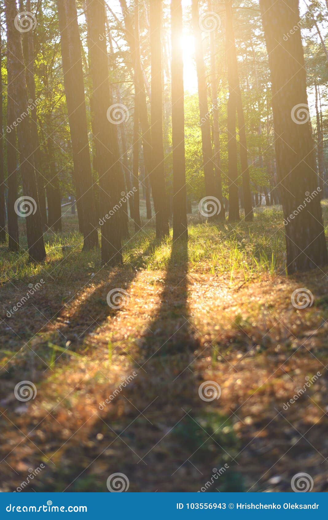 Autumn Forest In The Sunlight And Shadows Falling From The Trees Stock